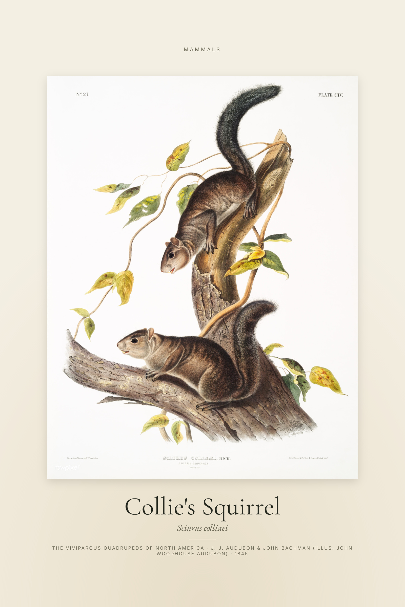 Collie's Squirrel — Specimen