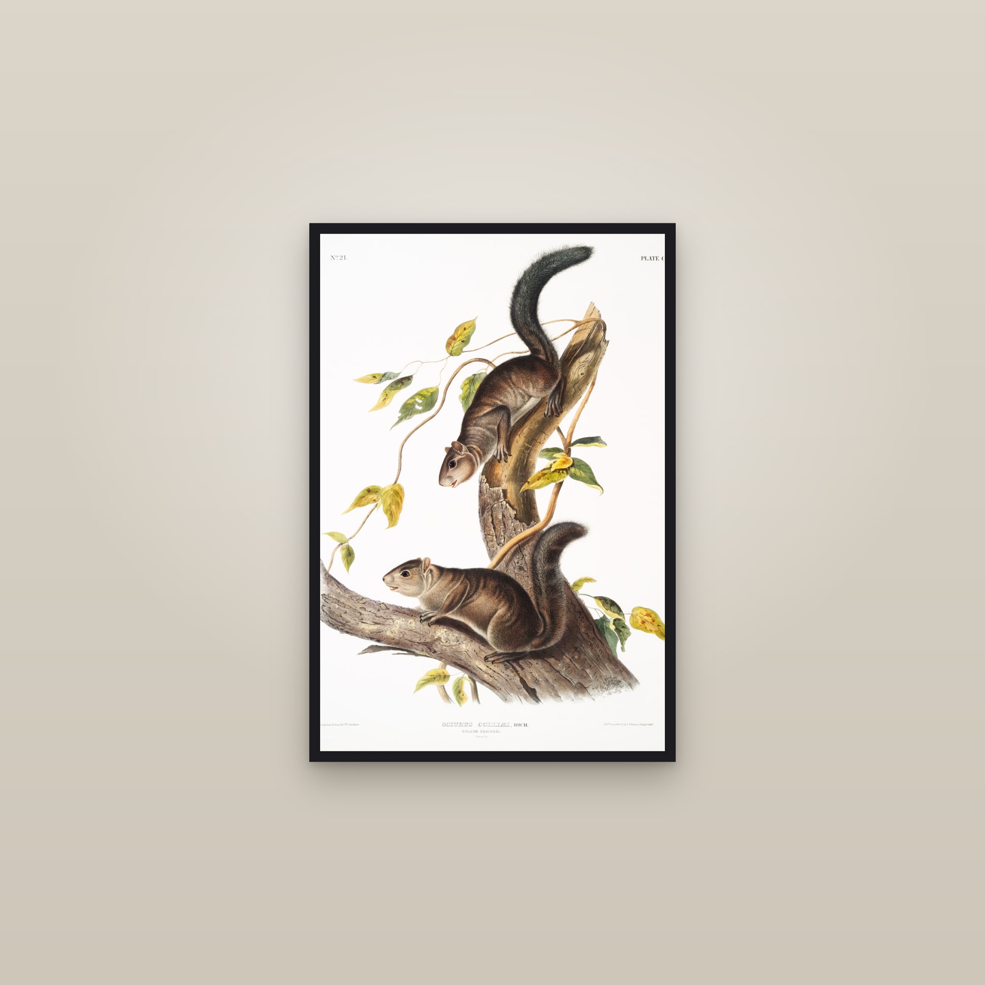Collie's Squirrel — framed in a gallery setting
