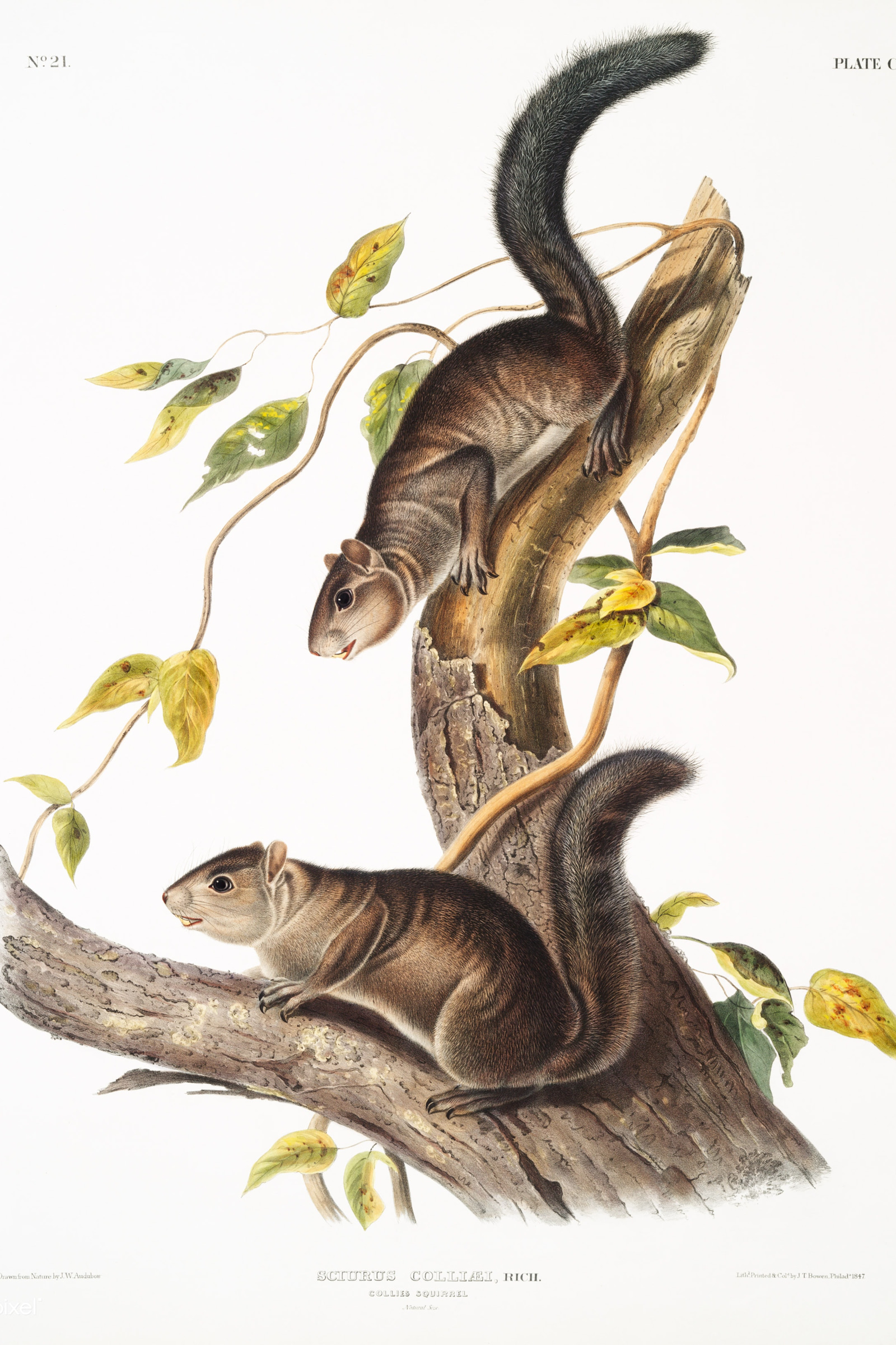Collie's Squirrel