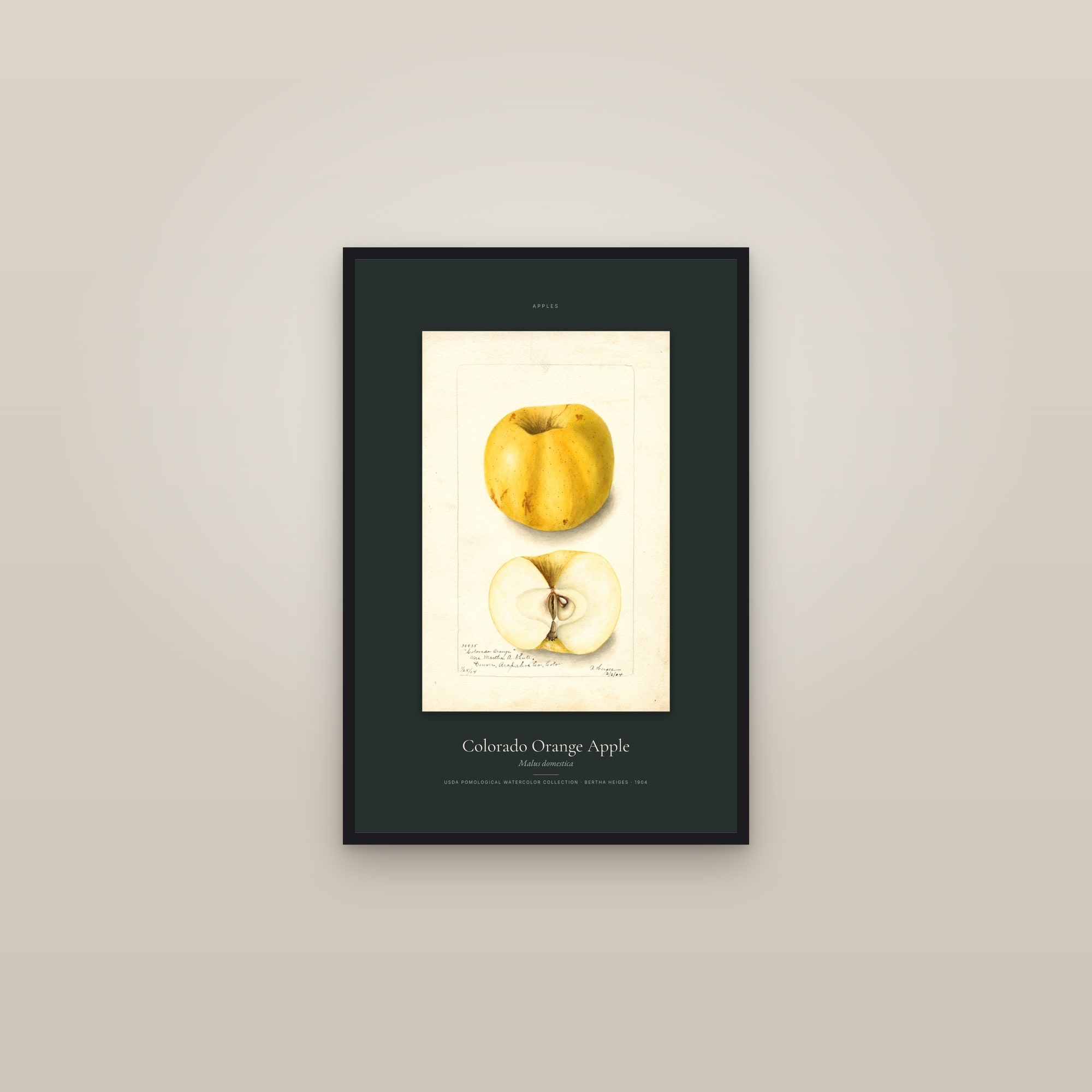 Colorado Orange Apple — Specimen — framed in a gallery setting