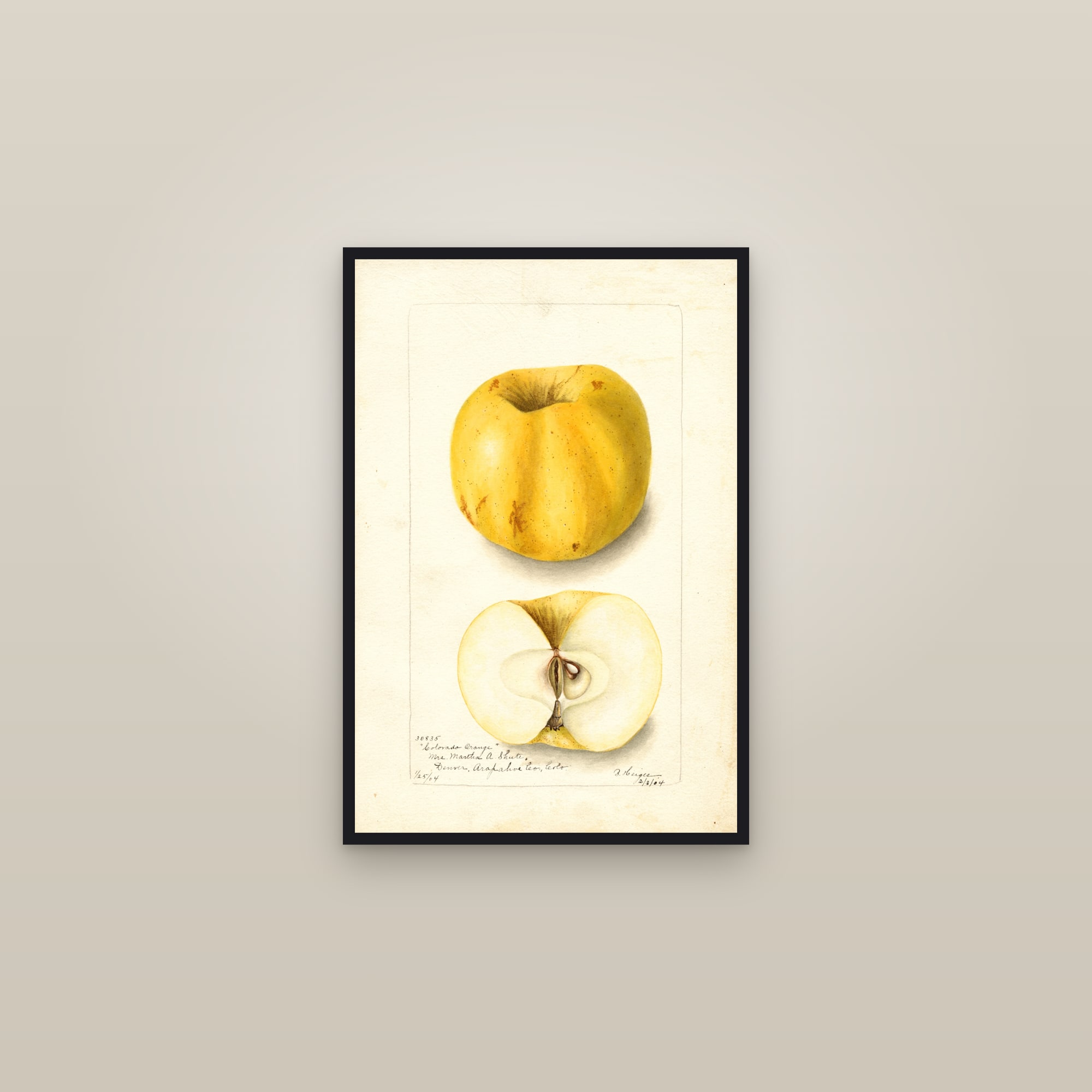 Colorado Orange Apple — framed in a gallery setting