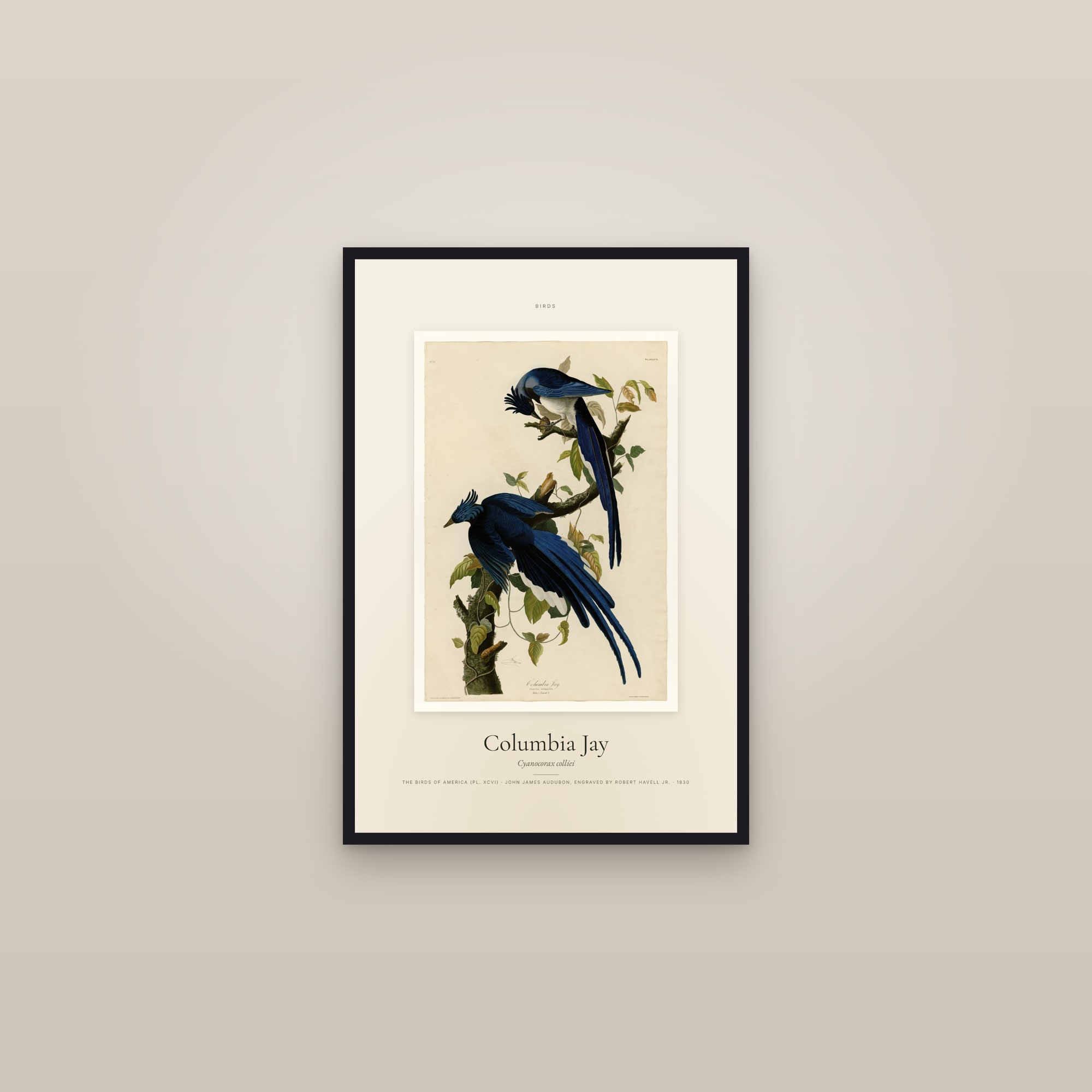 Columbia Jay — Specimen — framed in a gallery setting