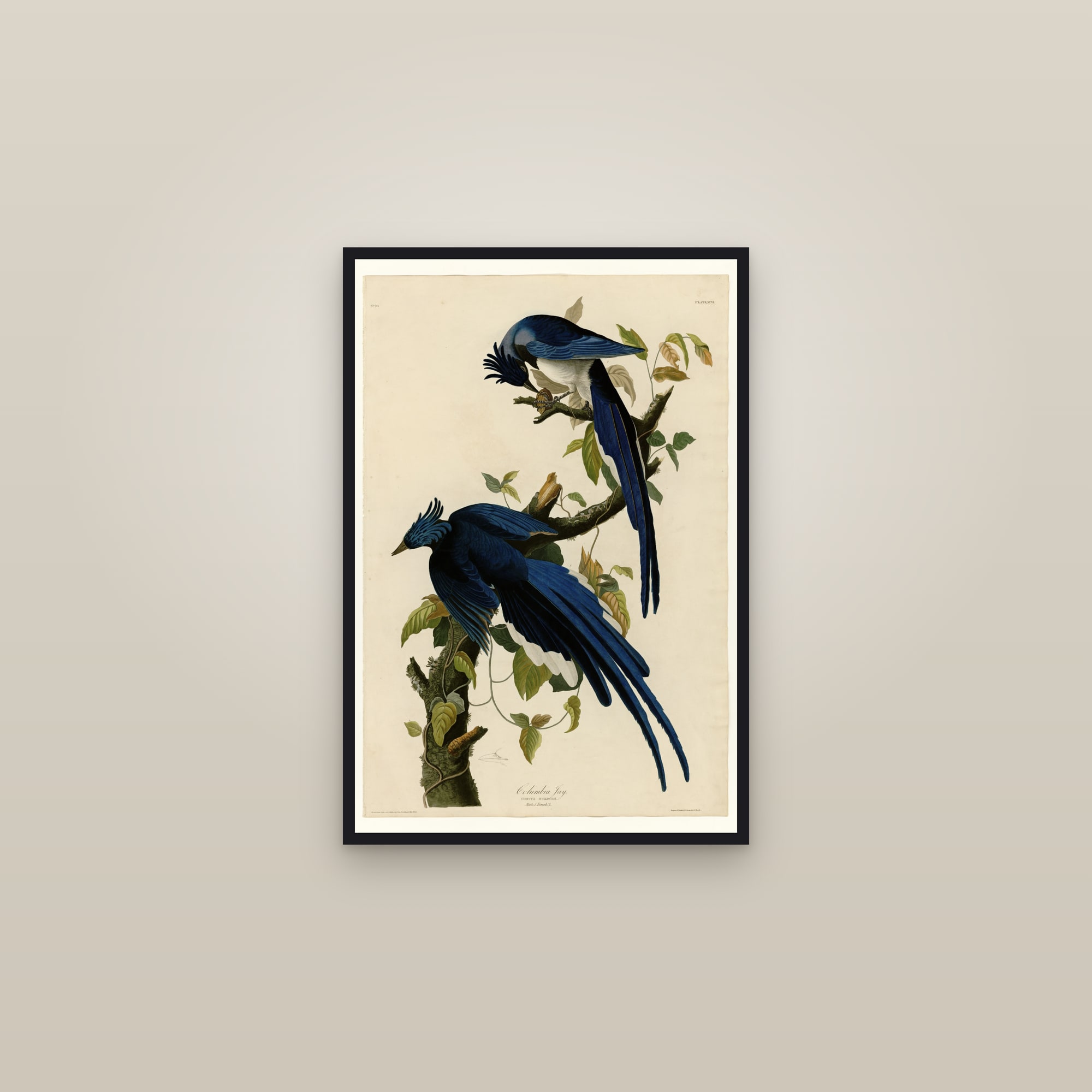 Columbia Jay — framed in a gallery setting