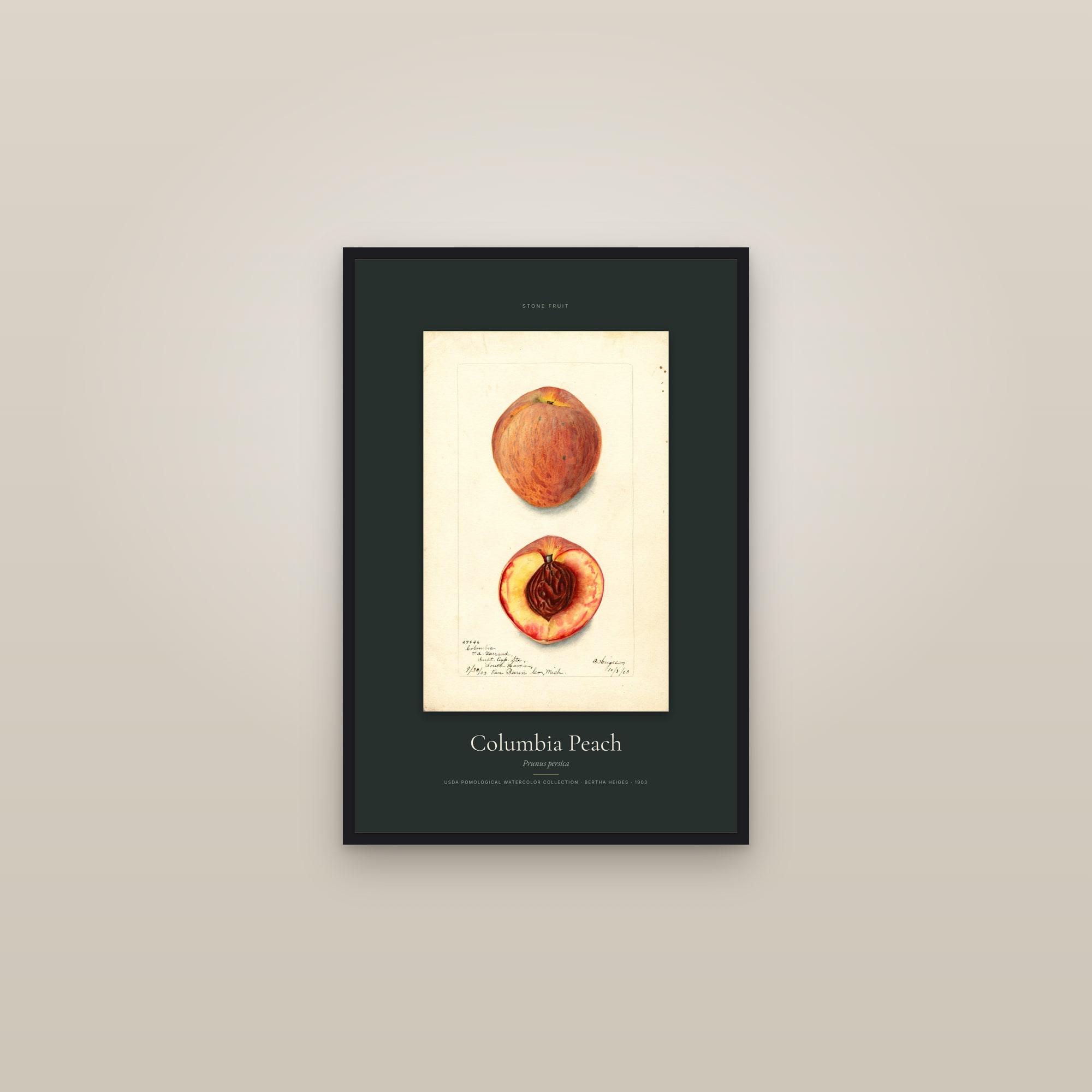 Columbia Peach — Specimen — framed in a gallery setting