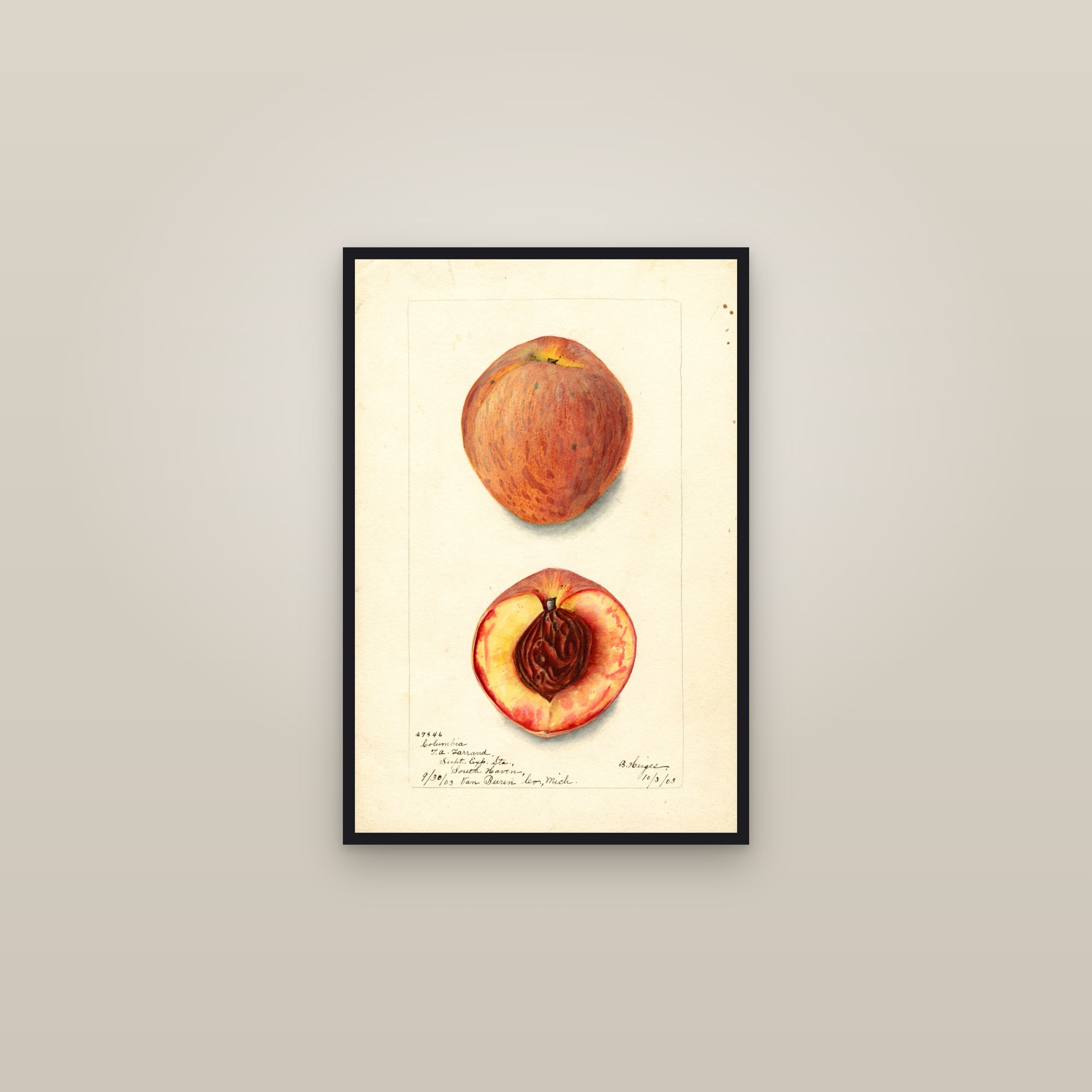Columbia Peach — framed in a gallery setting