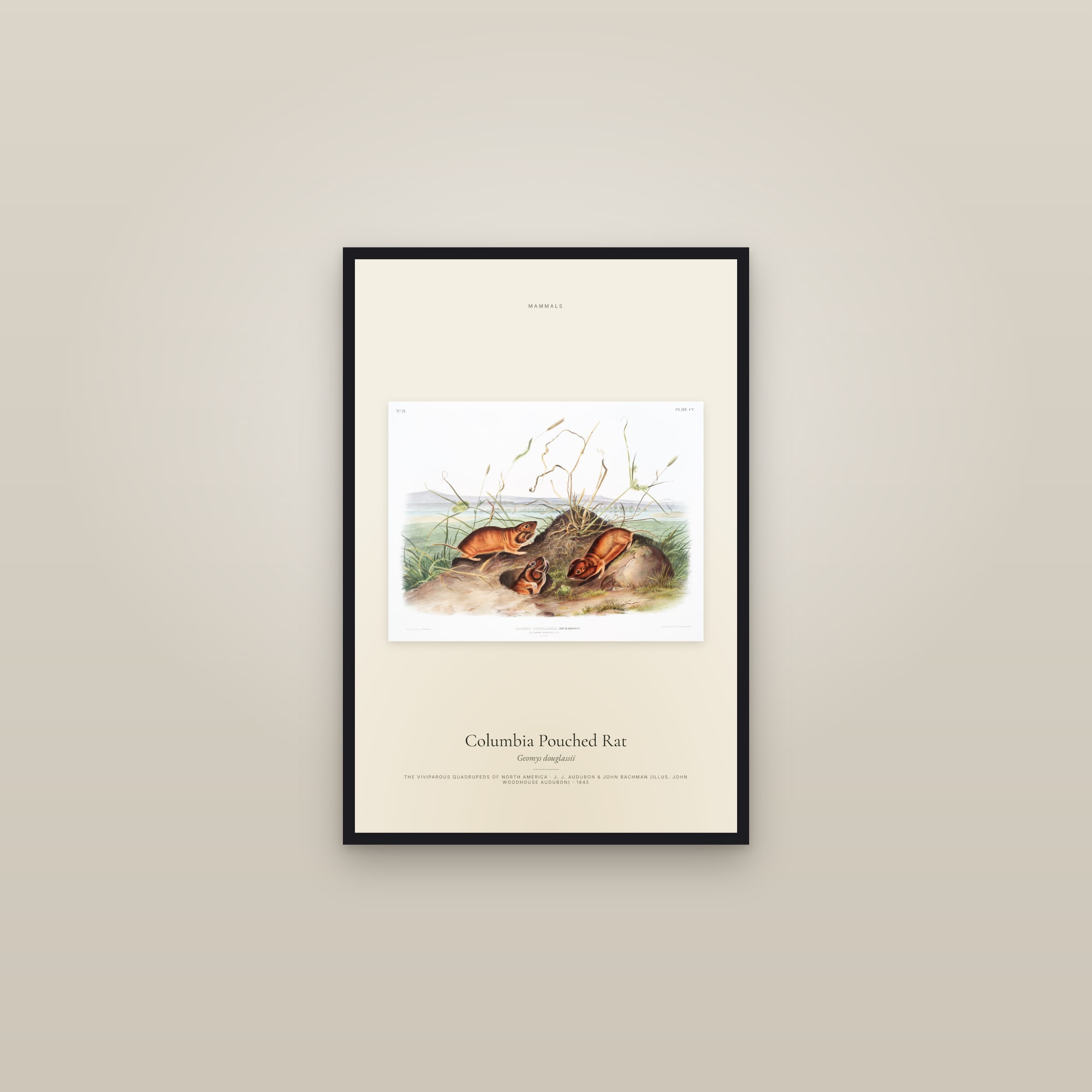 Columbia Pouched Rat — framed in a gallery setting