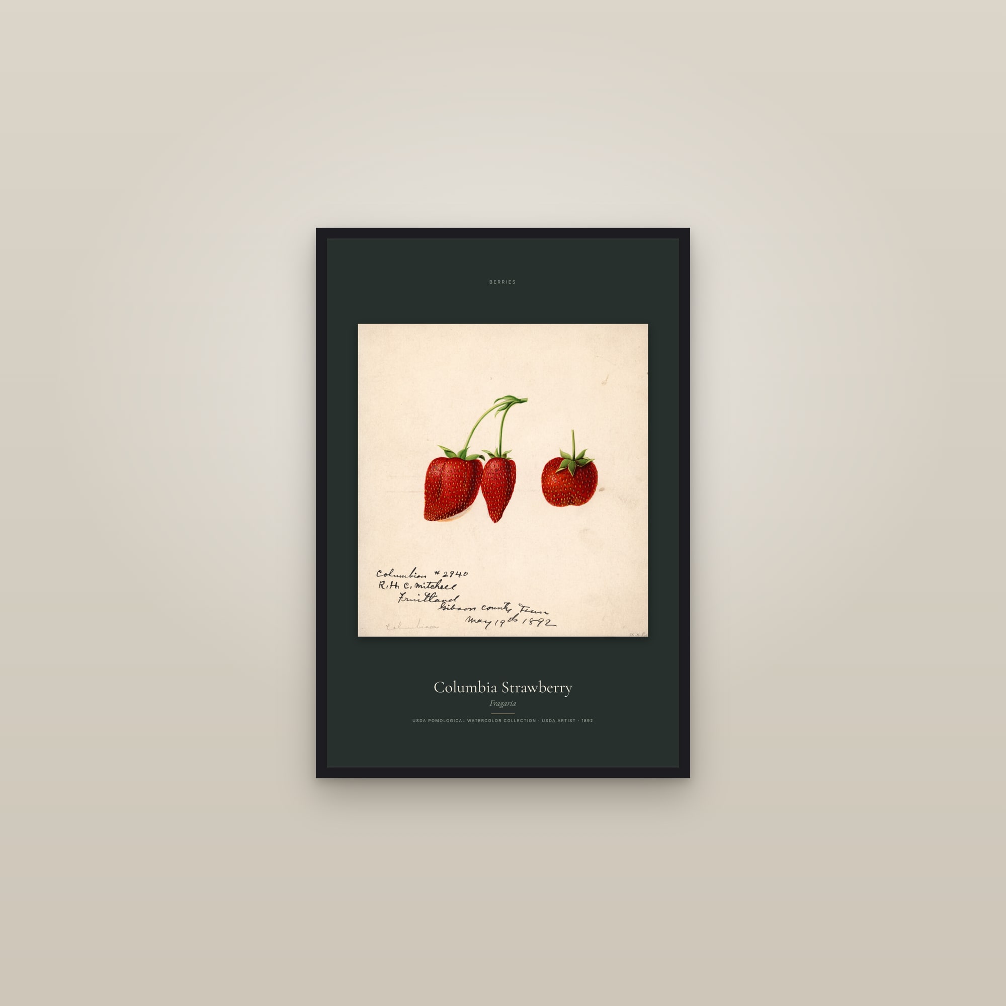 Columbia Strawberry — Specimen — framed in a gallery setting