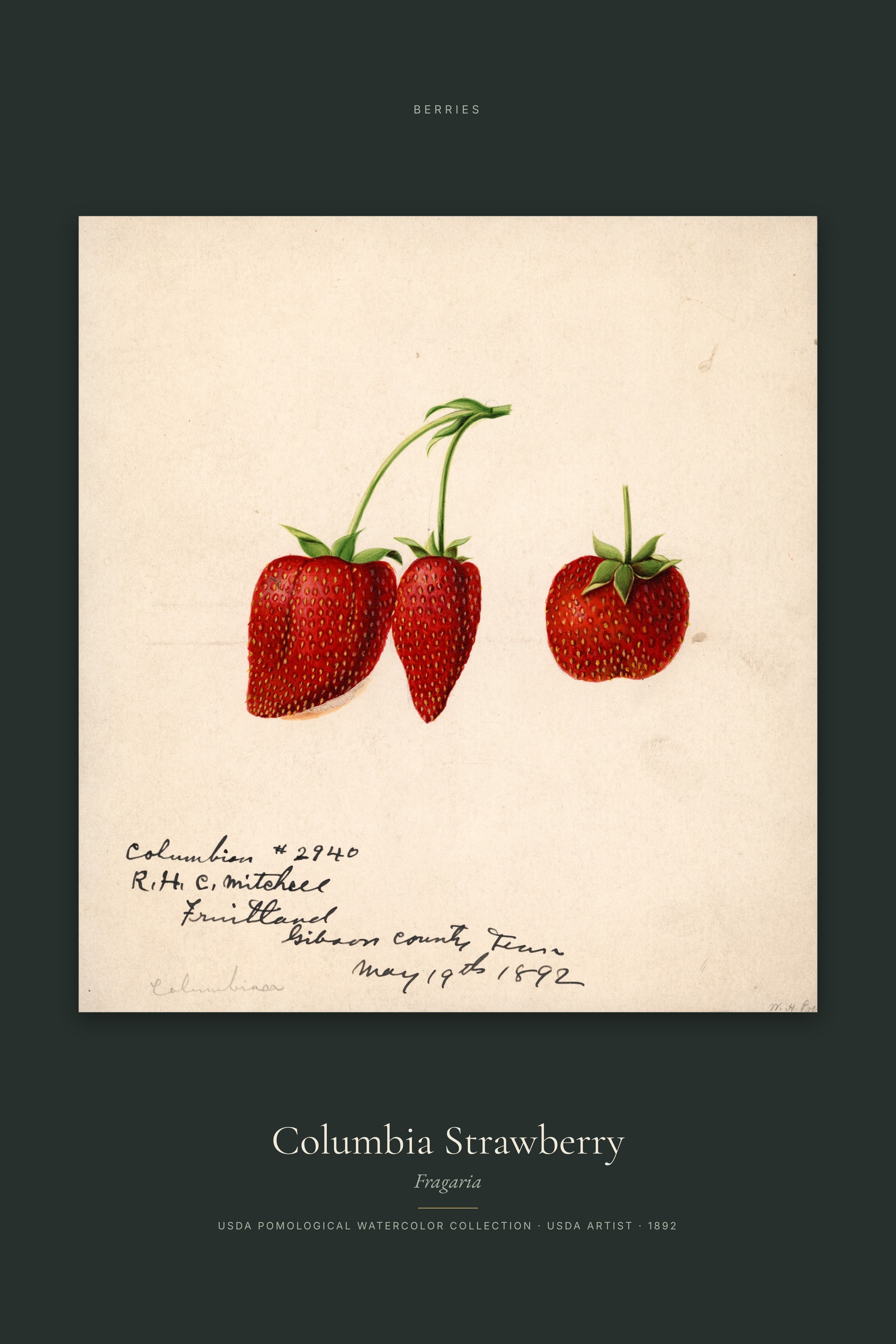 Columbia Strawberry — Specimen