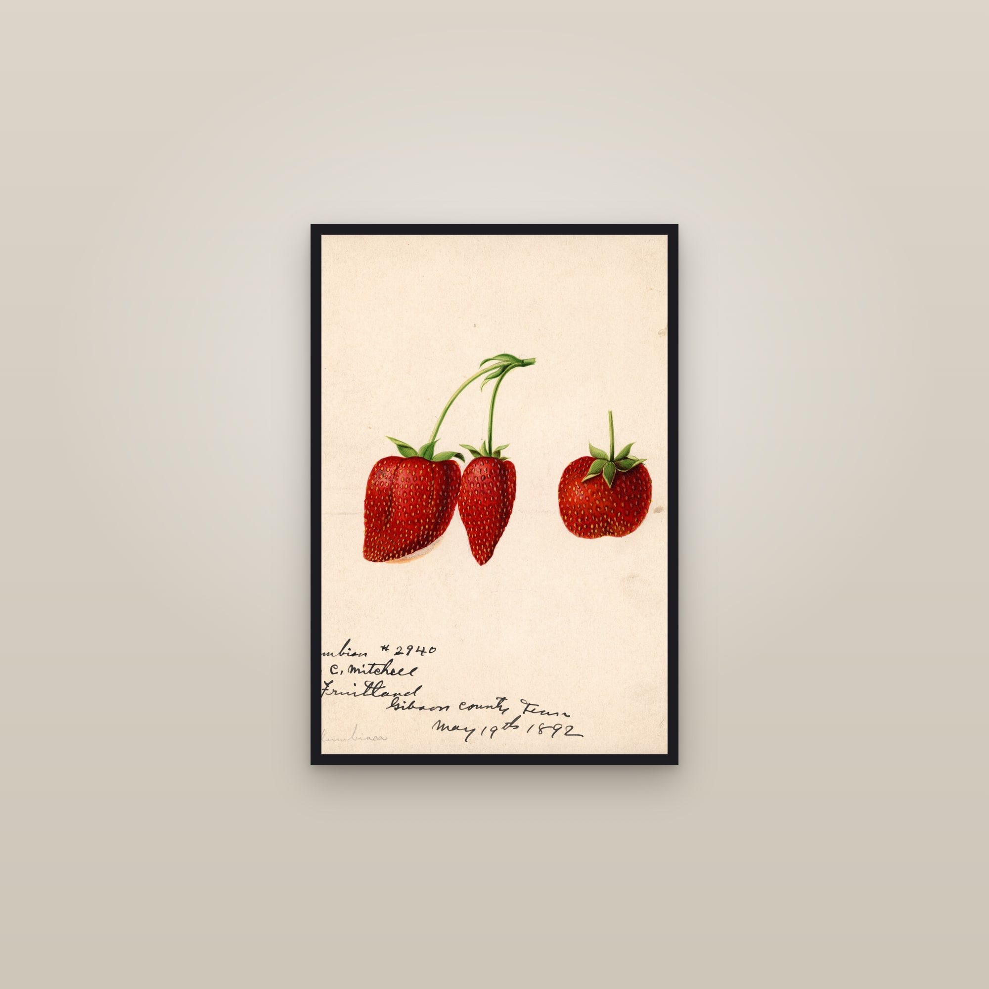 Columbia Strawberry — framed in a gallery setting