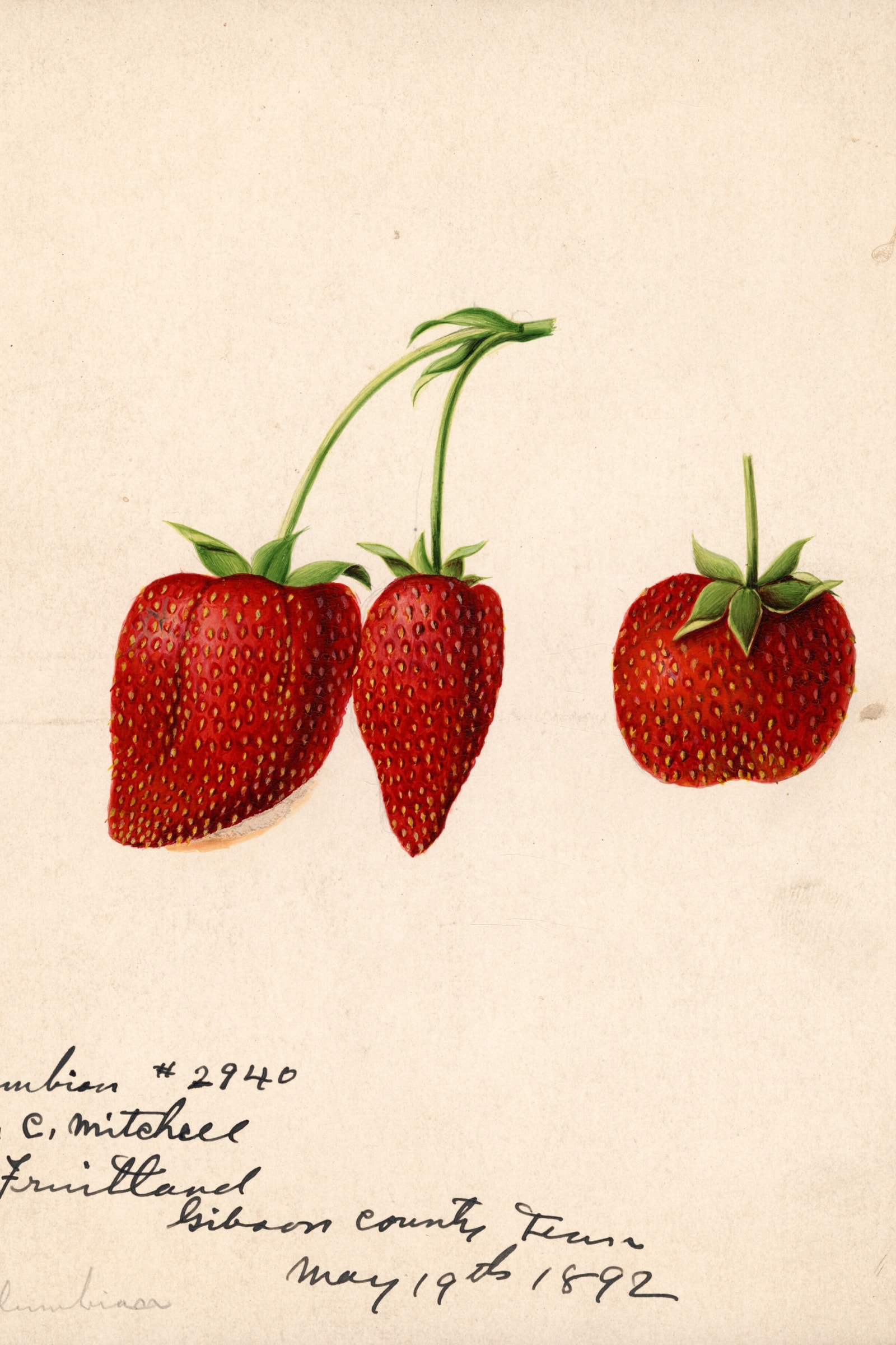 Columbia Strawberry