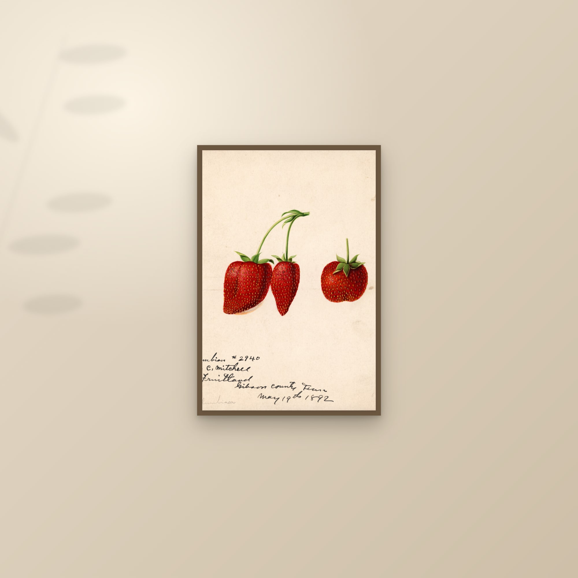 Columbia Strawberry — framed and styled on a sunlit wall