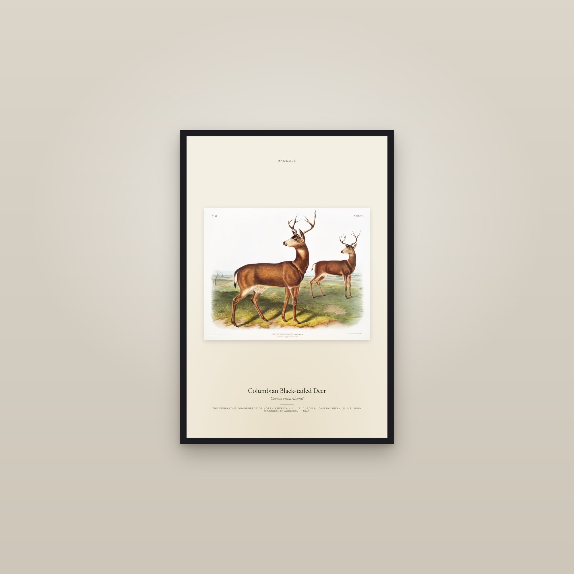 Columbian Black-tailed Deer — framed in a gallery setting