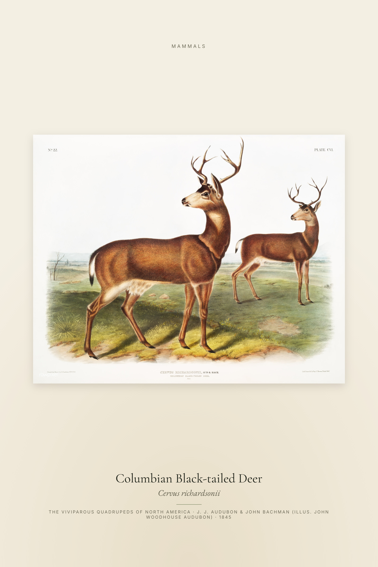 Columbian Black-tailed Deer