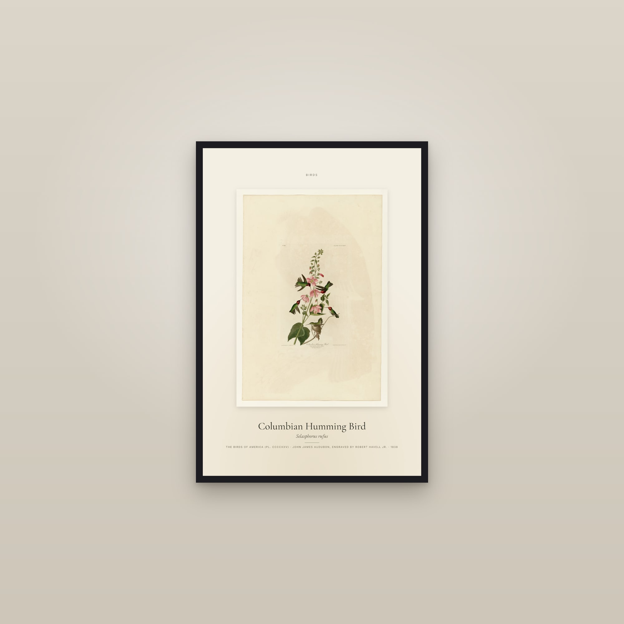 Columbian Humming Bird — Specimen — framed in a gallery setting