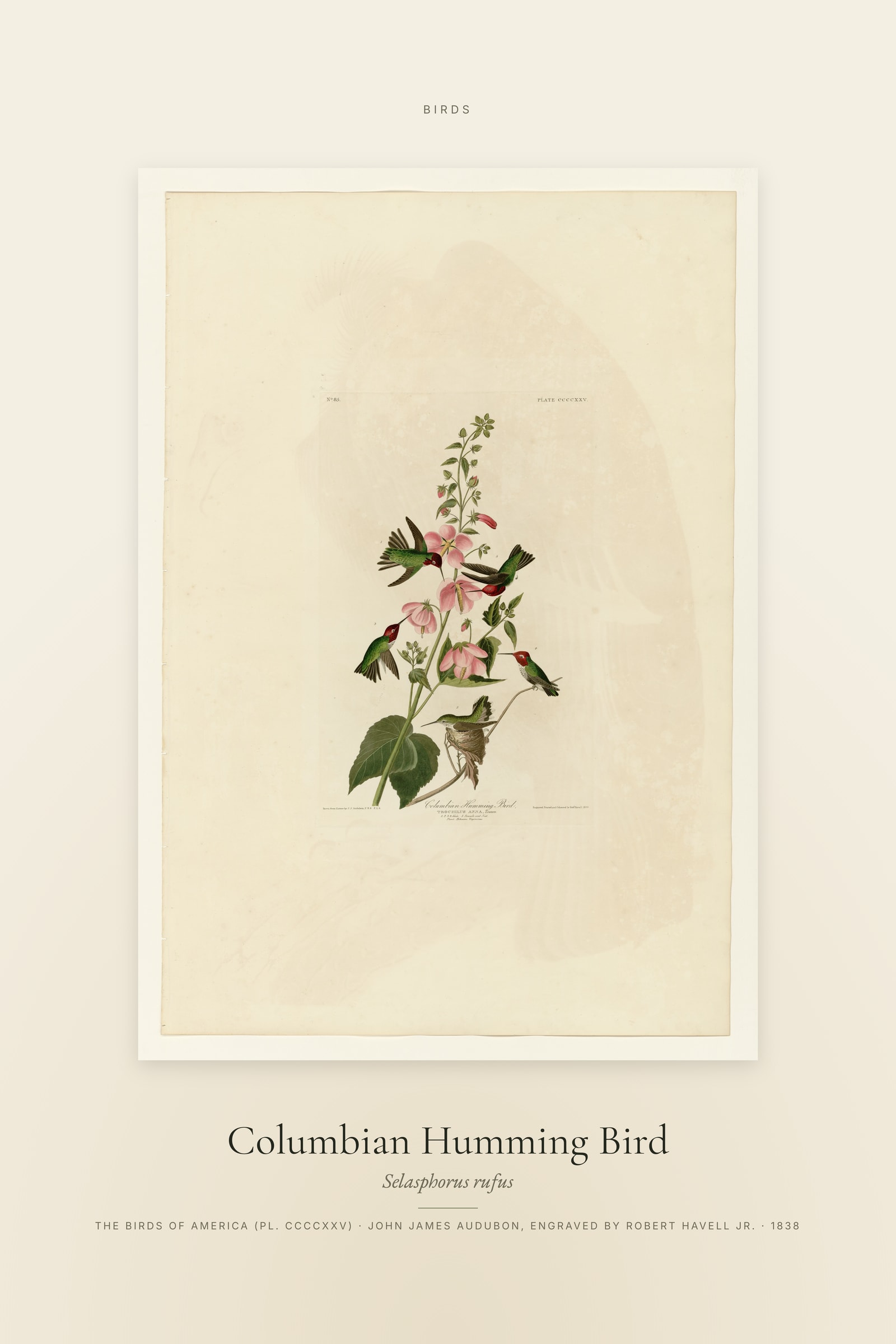 Columbian Humming Bird — Specimen