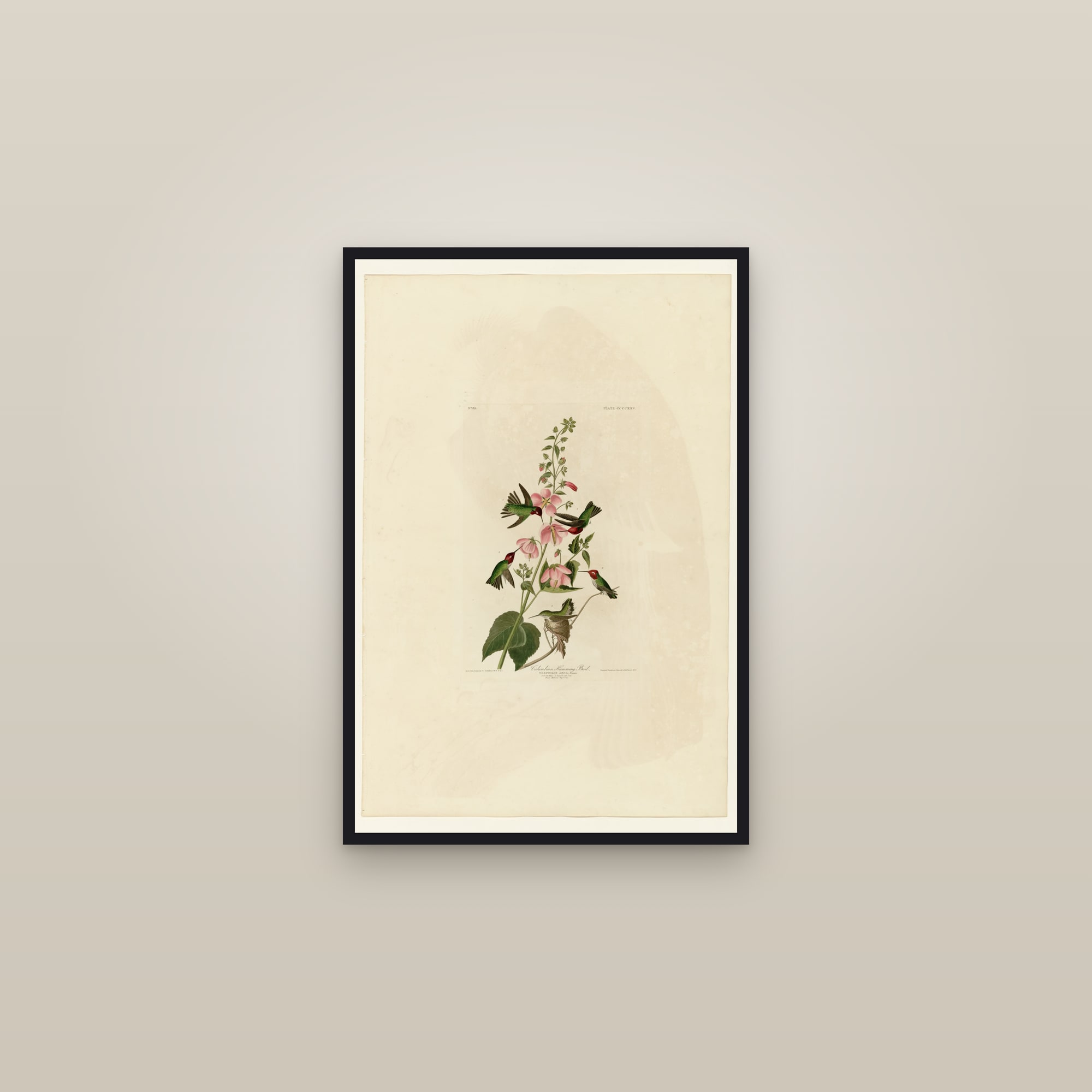 Columbian Humming Bird — framed in a gallery setting