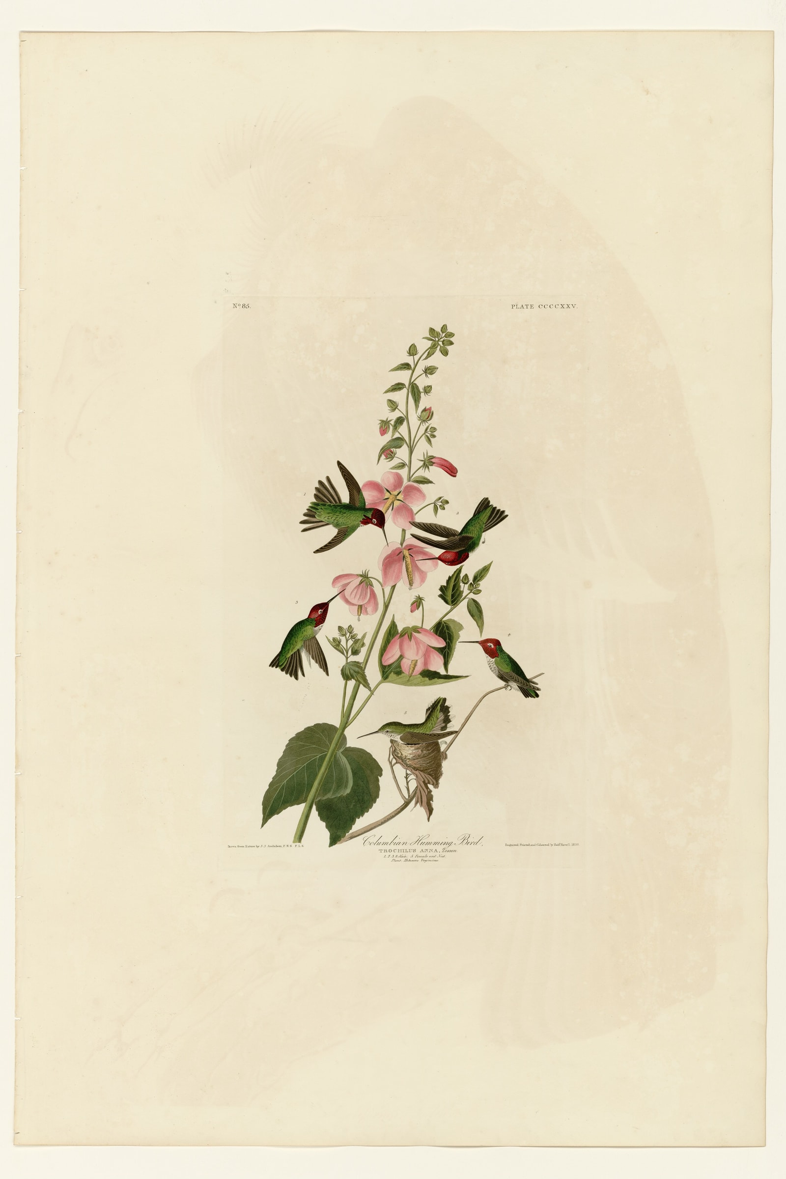 Columbian Humming Bird