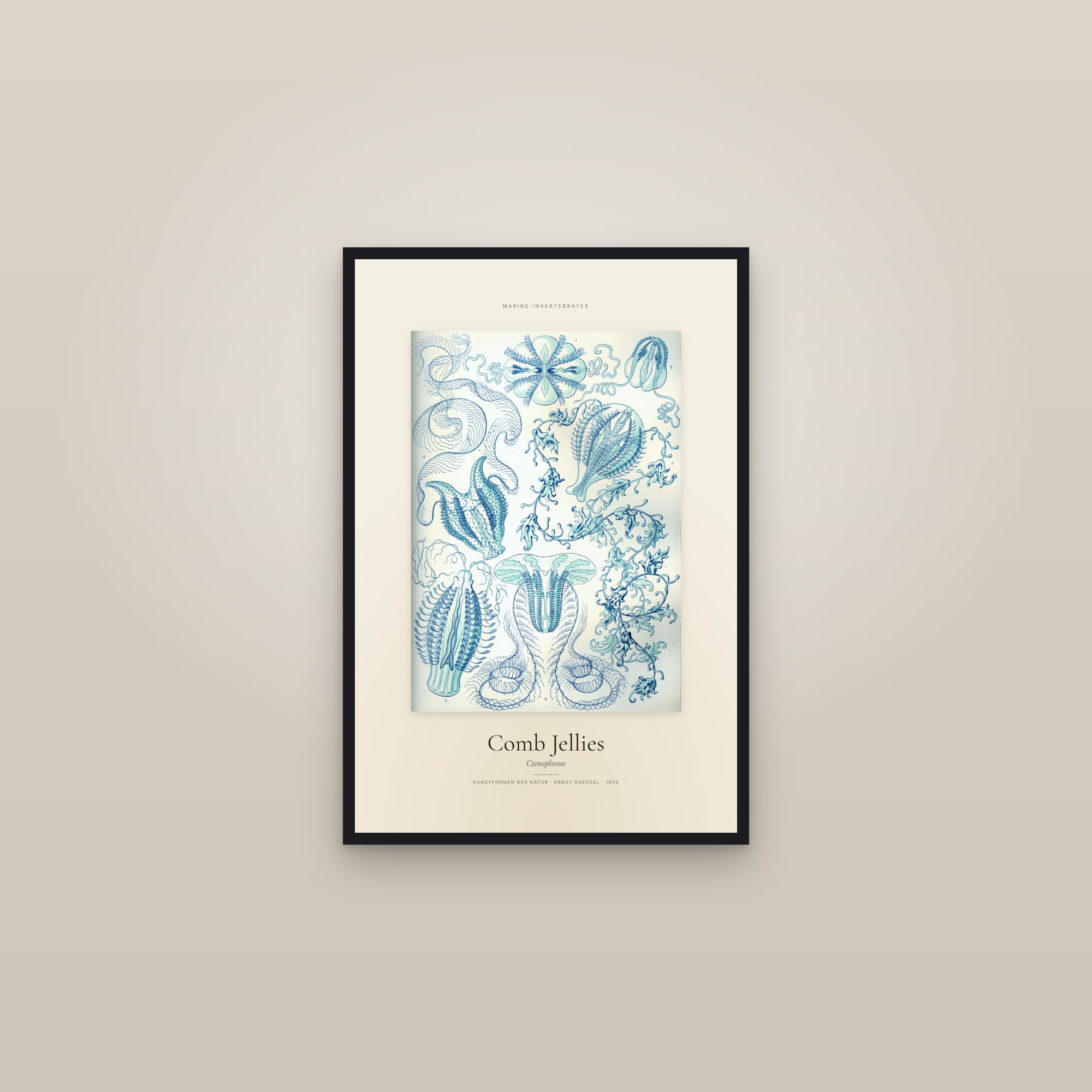 Comb Jellies (Comb Jellies) — Specimen — framed in a gallery setting