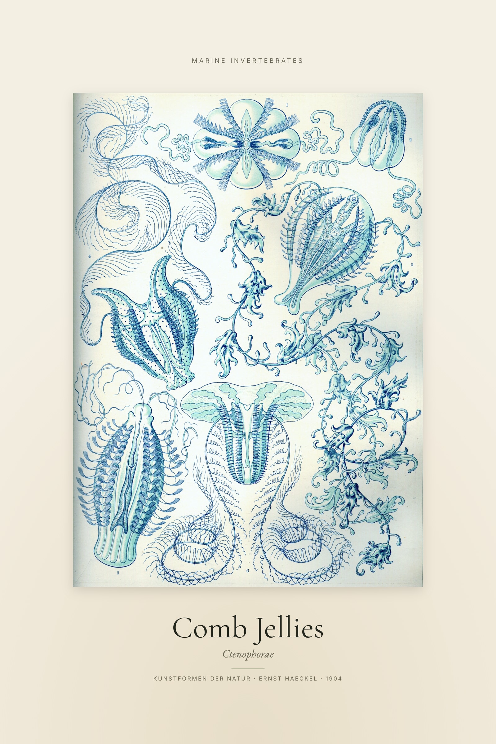 Comb Jellies (Comb Jellies) — Specimen