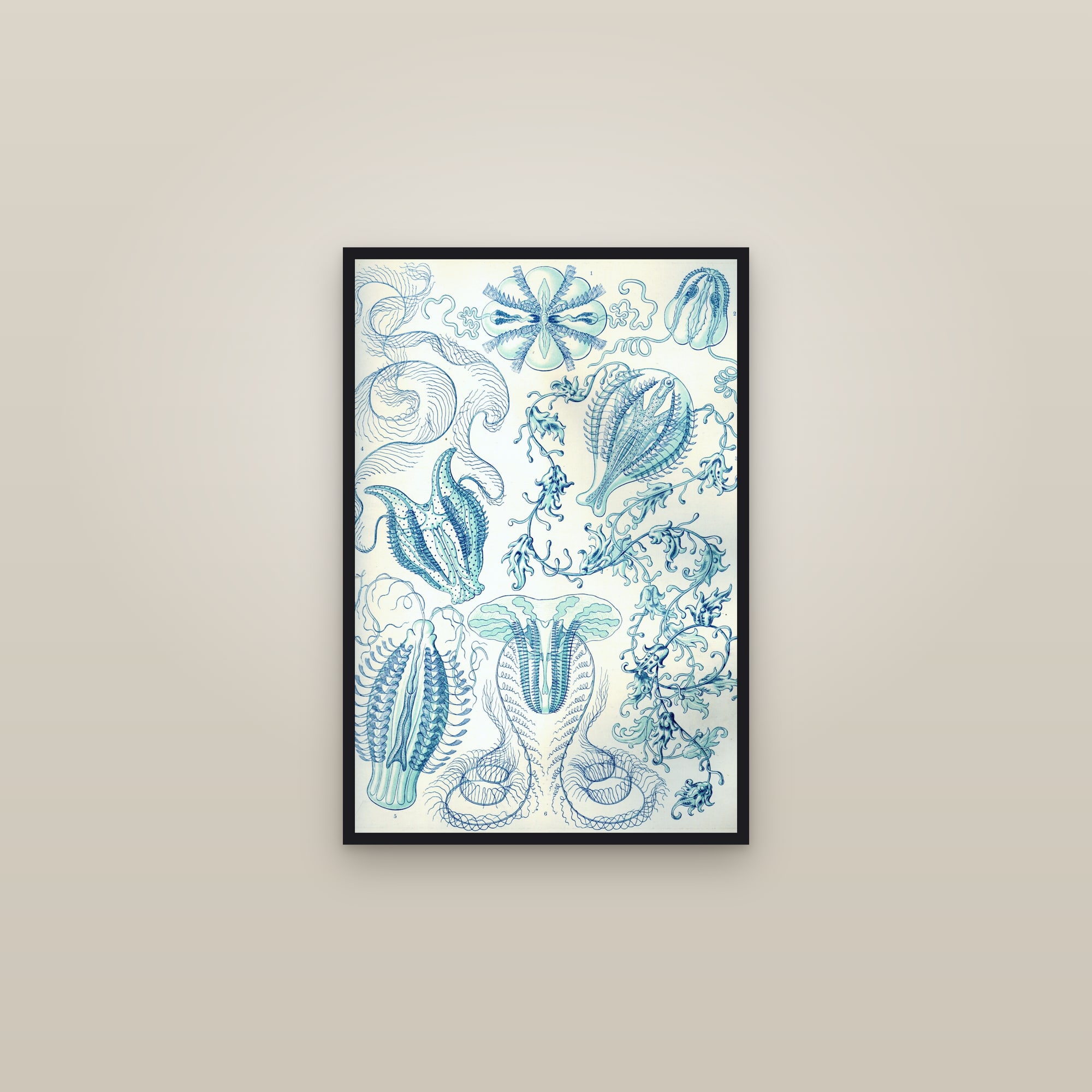 Comb Jellies (Comb Jellies) — framed in a gallery setting