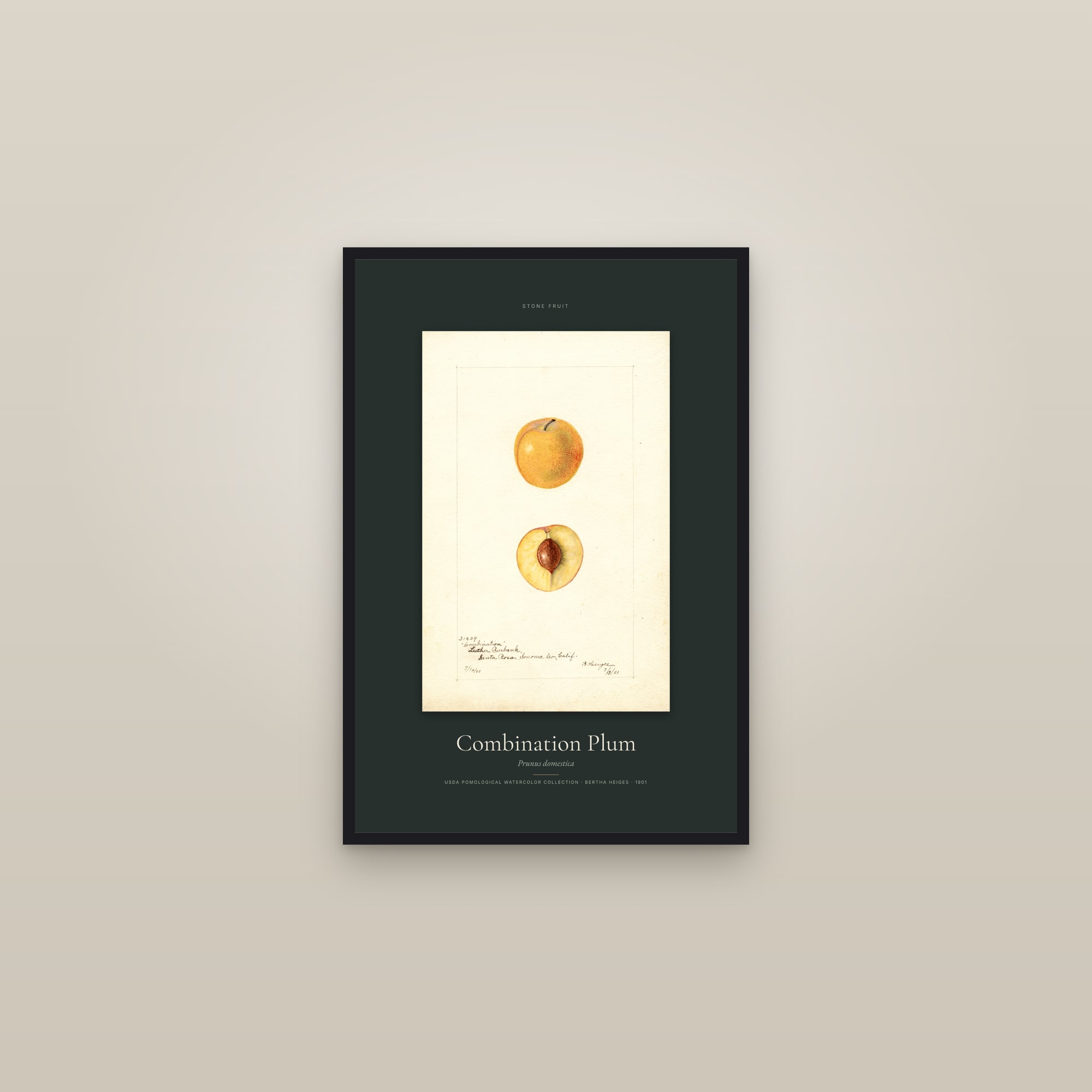 Combination Plum — Specimen — framed in a gallery setting