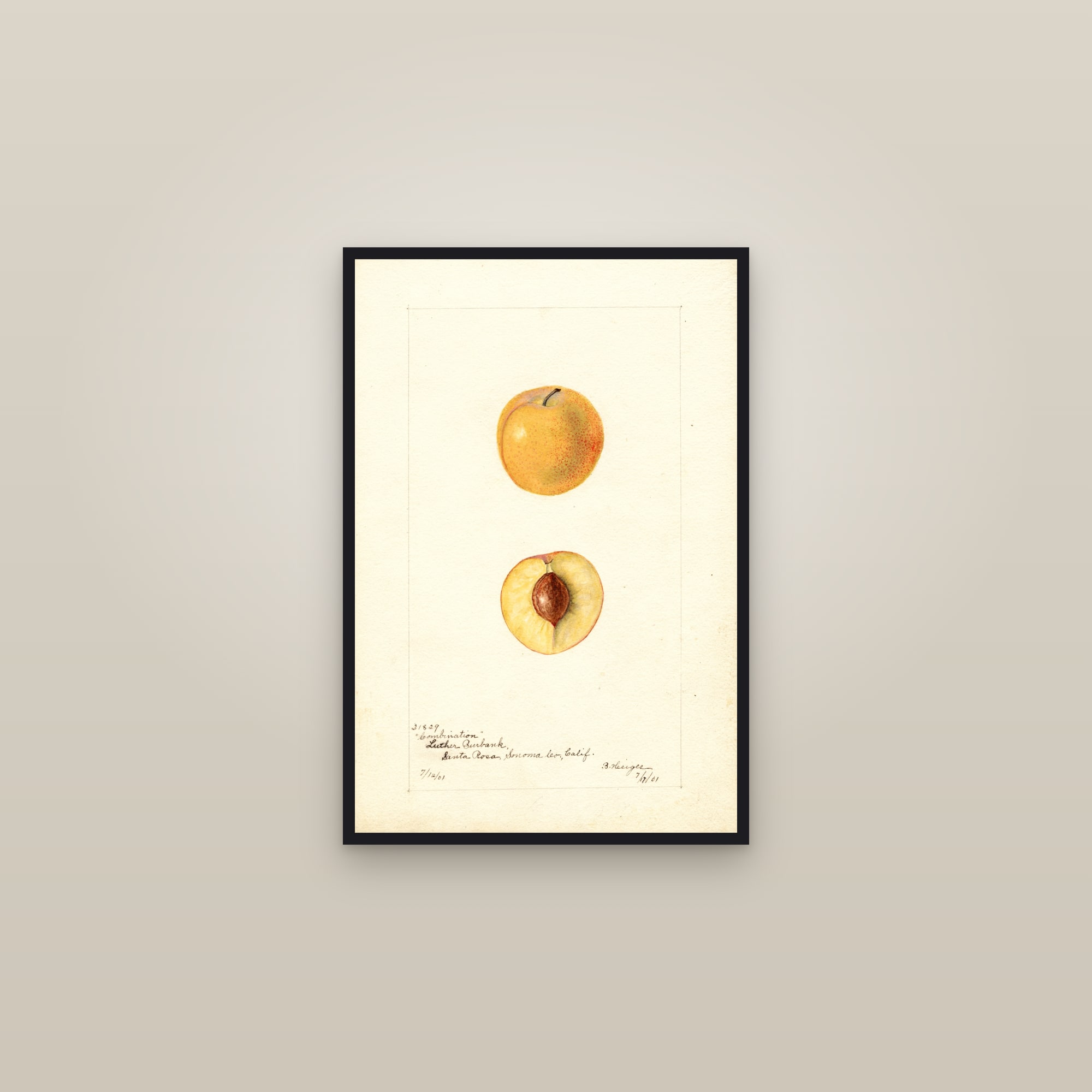 Combination Plum — framed in a gallery setting