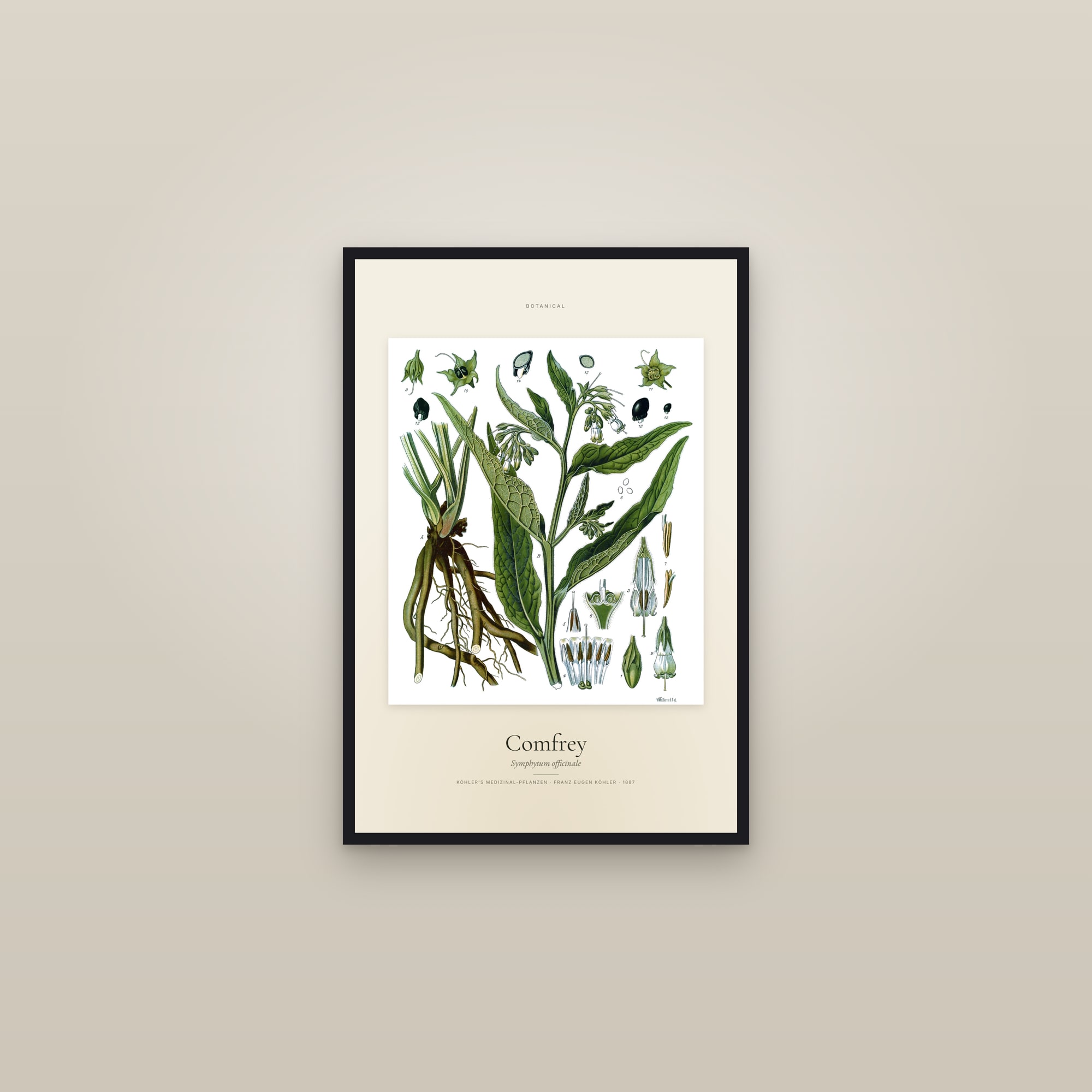 Comfrey (Köhler) — Specimen — framed in a gallery setting