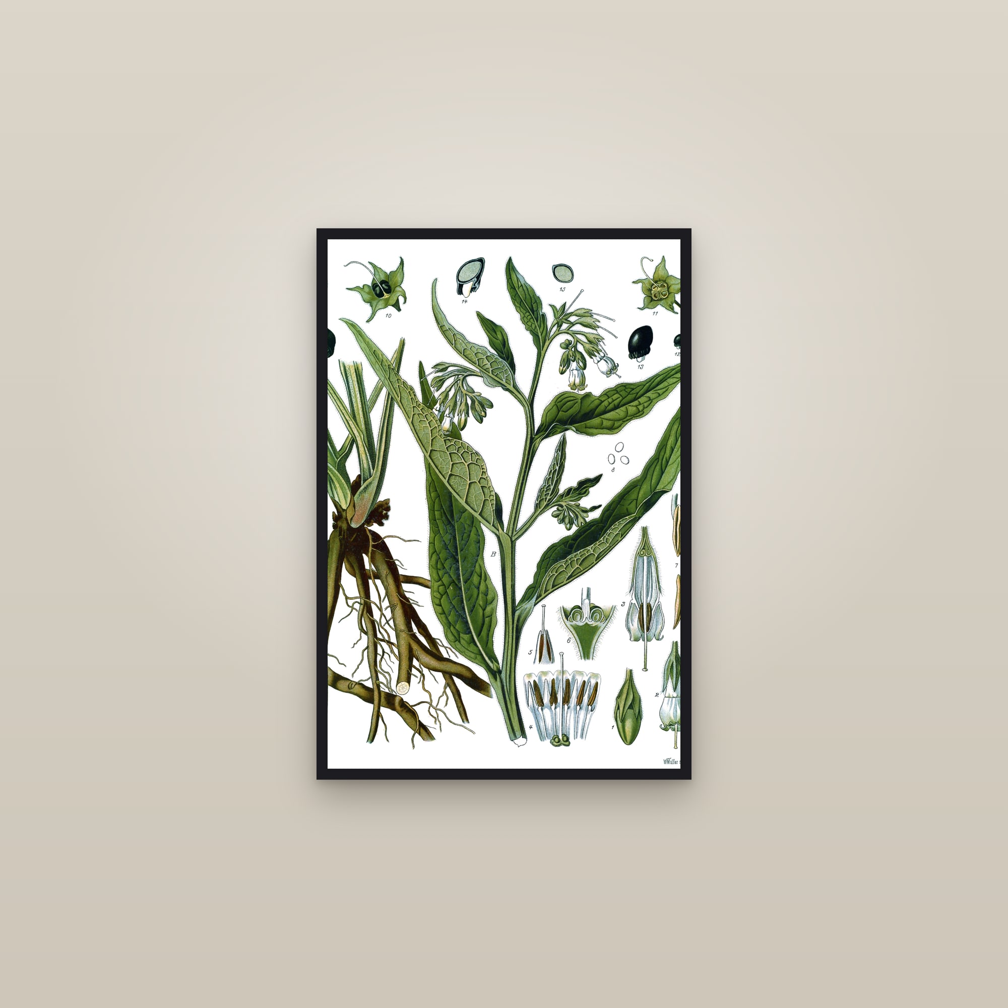 Comfrey (Köhler) — framed in a gallery setting