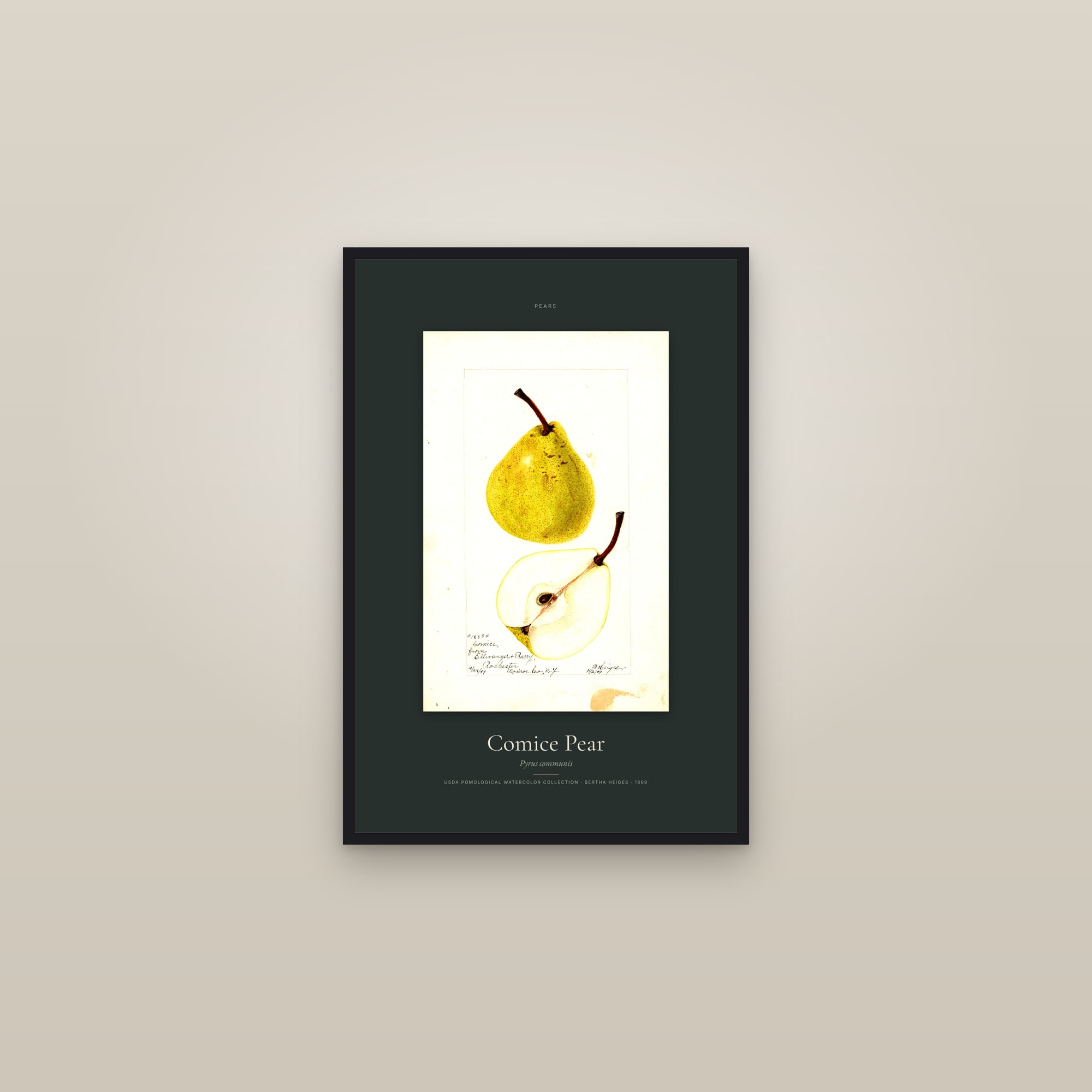 Comice Pear — Specimen — framed in a gallery setting