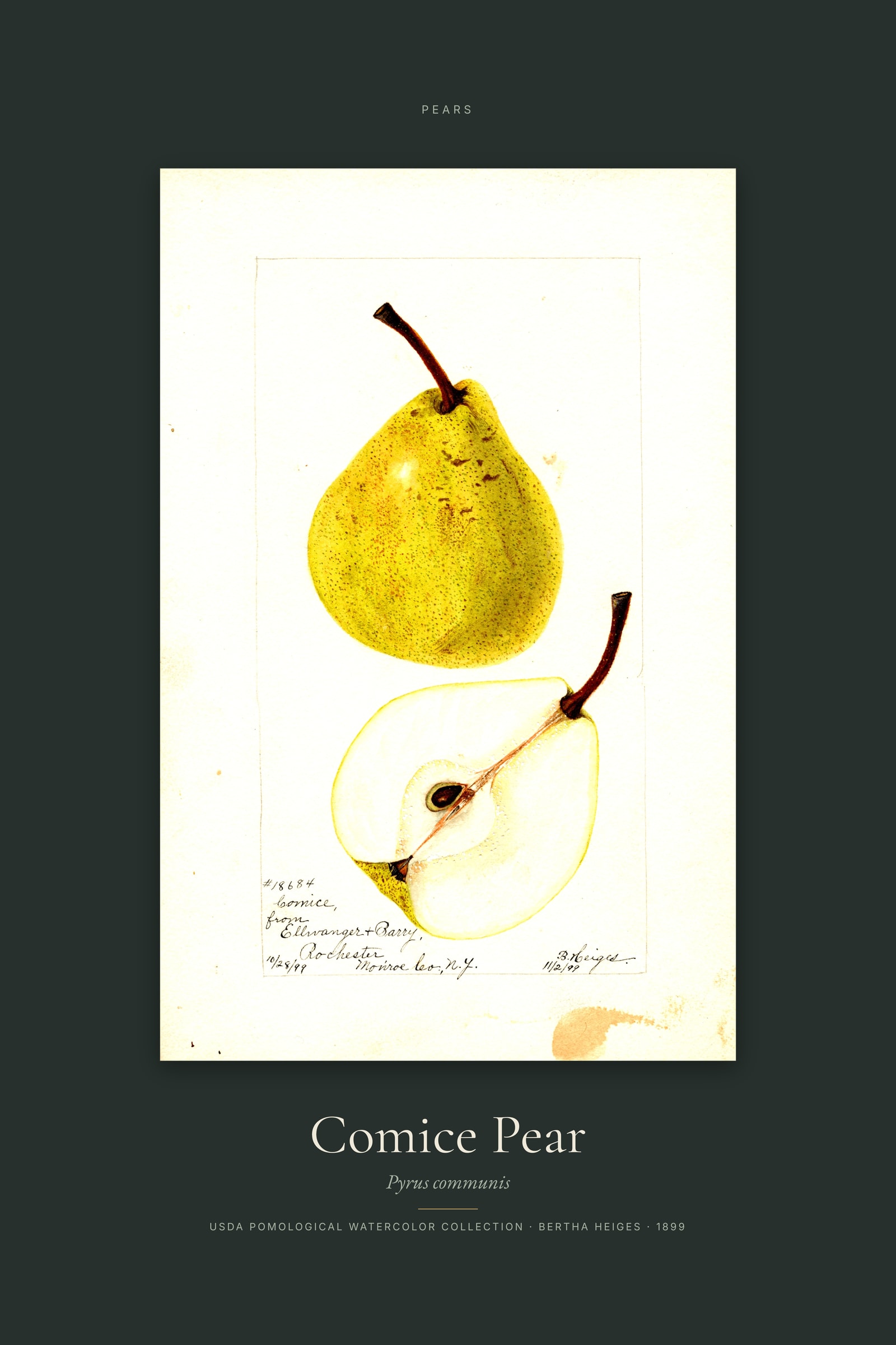 Comice Pear — Specimen