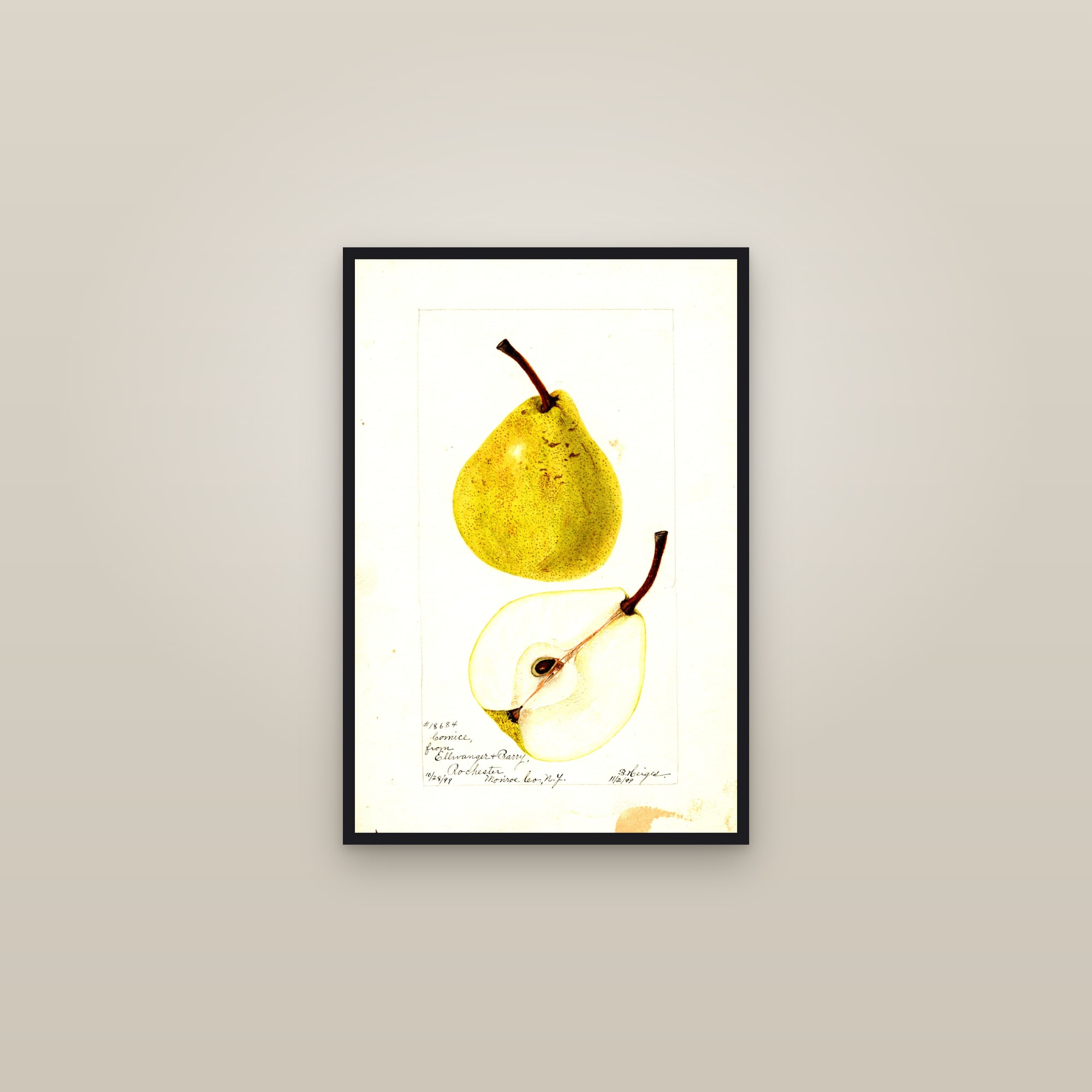 Comice Pear — framed in a gallery setting