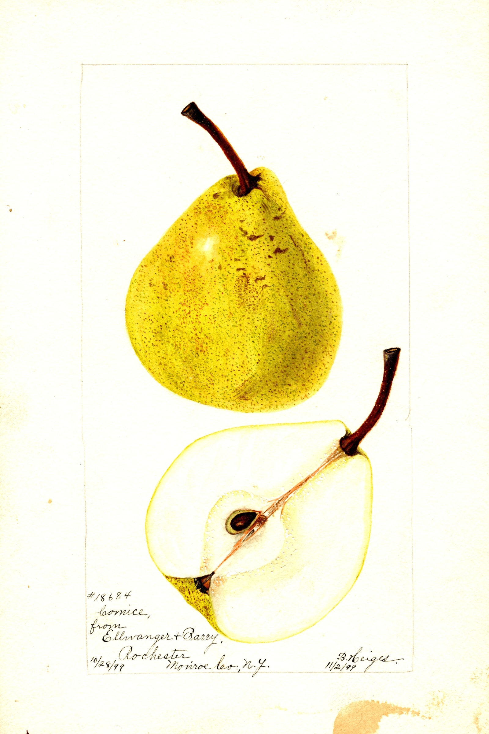 Comice Pear