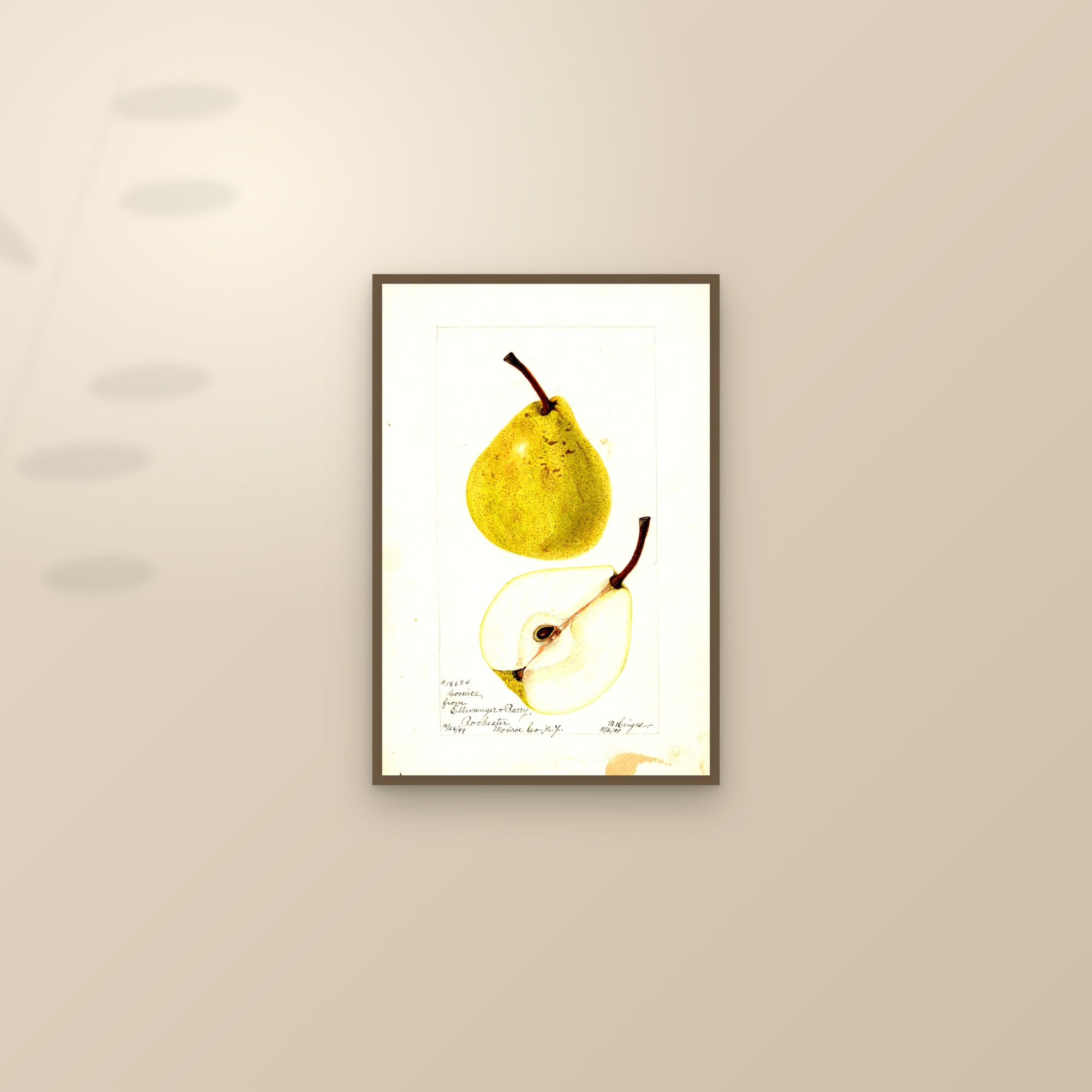 Comice Pear — framed and styled on a sunlit wall