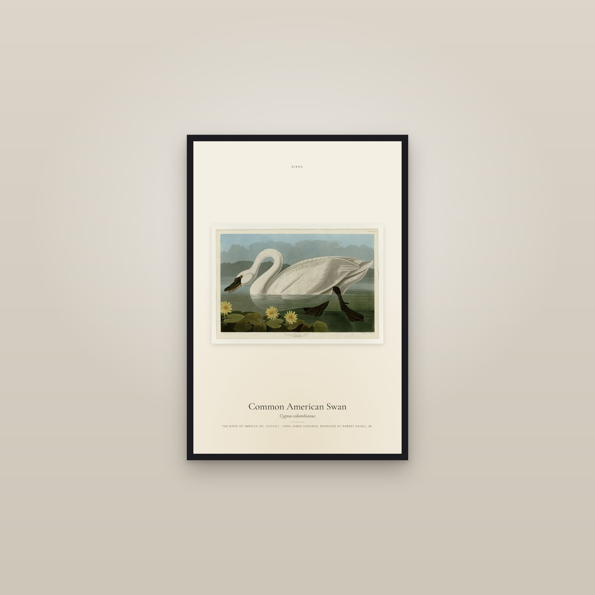 Common American Swan — framed in a gallery setting