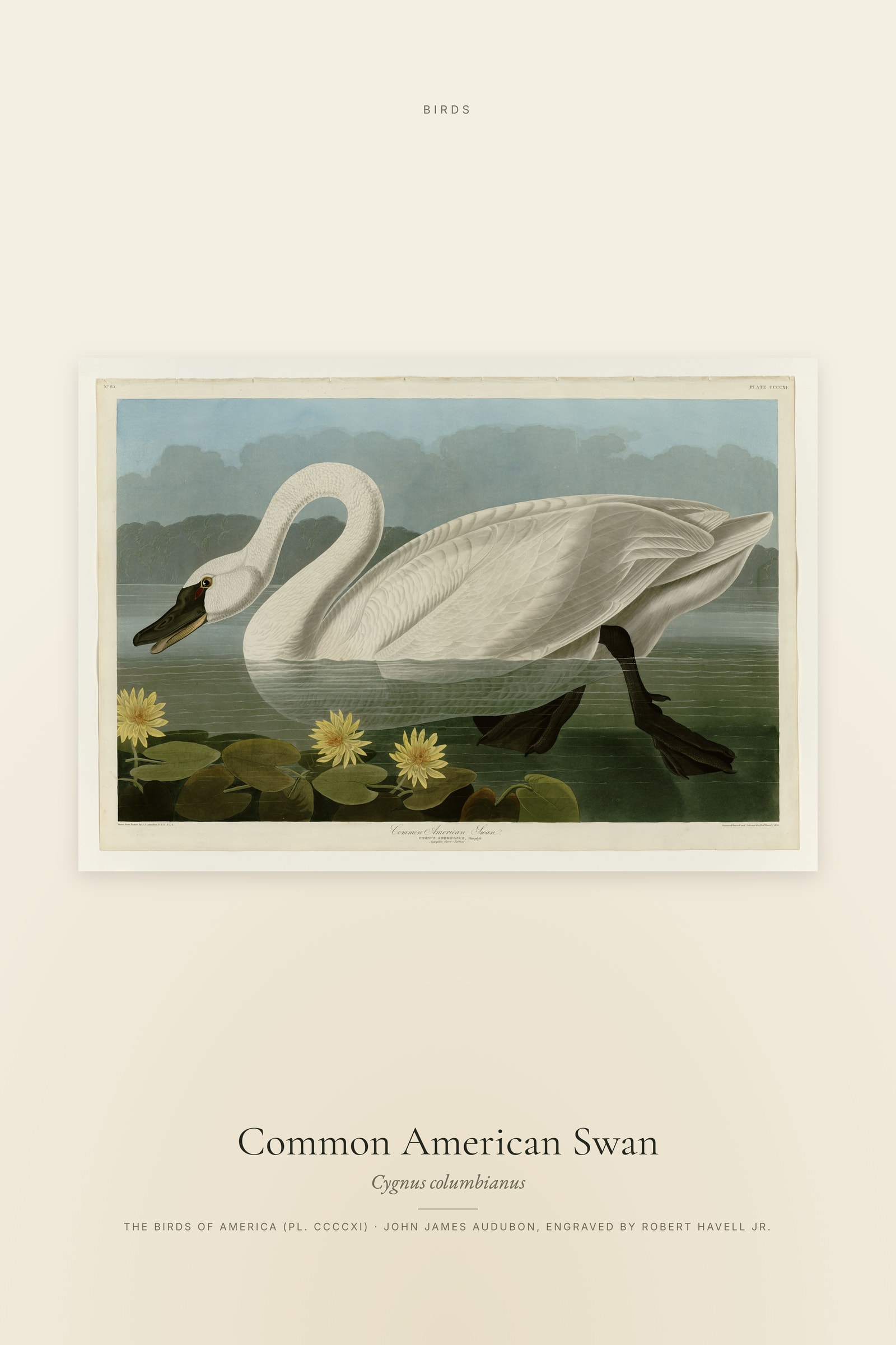 Common American Swan