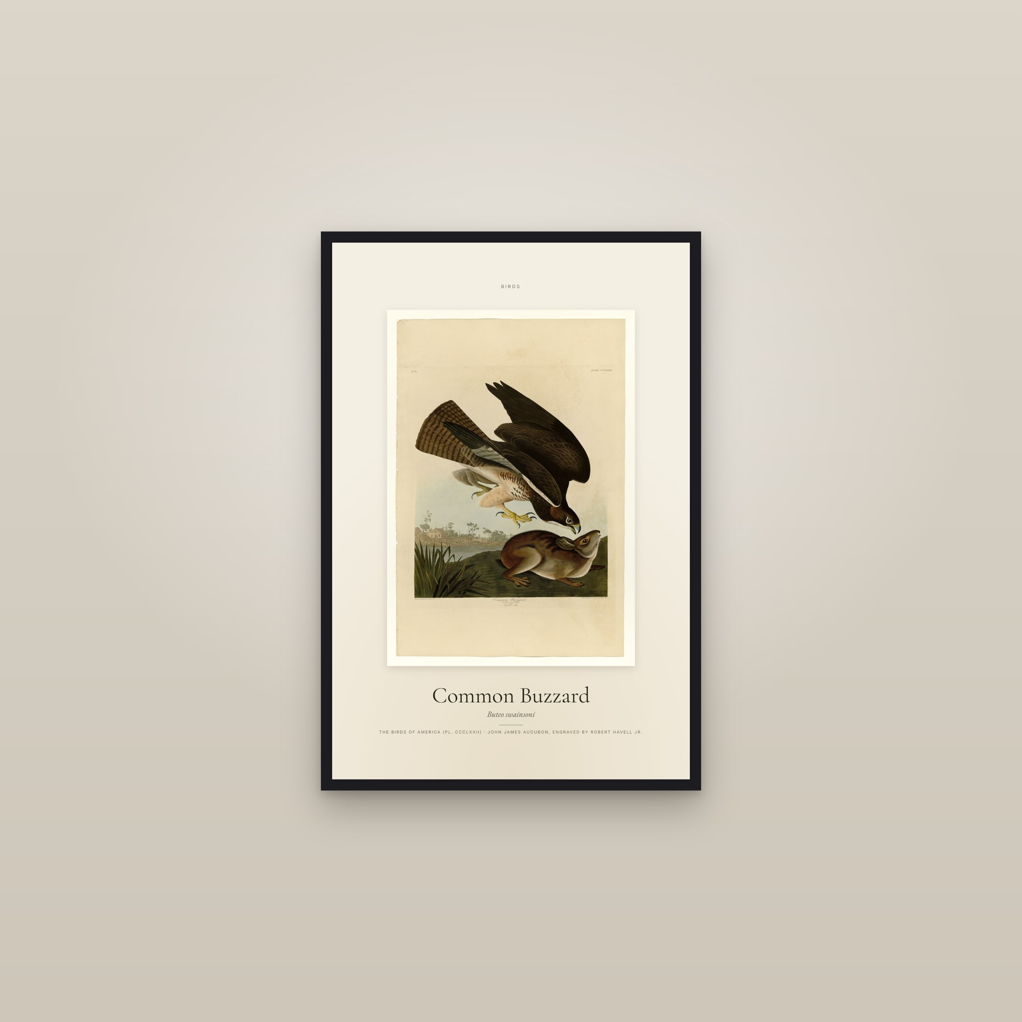 Common Buzzard — Specimen — framed in a gallery setting