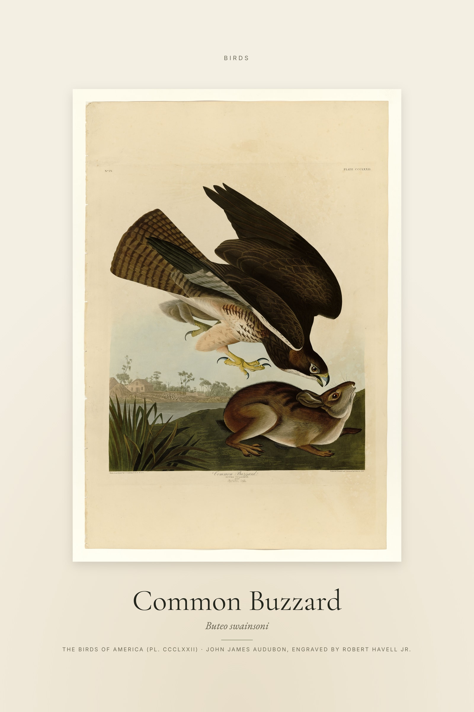 Common Buzzard — Specimen