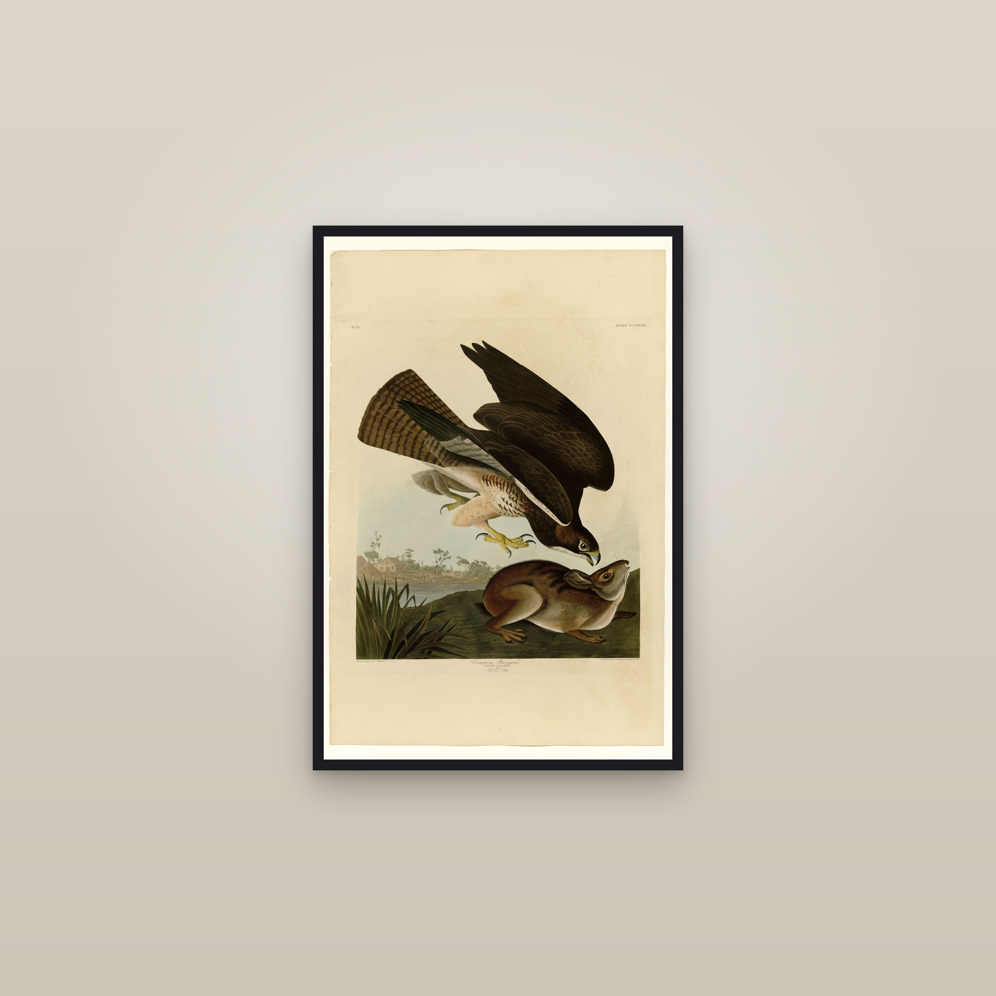 Common Buzzard — framed in a gallery setting