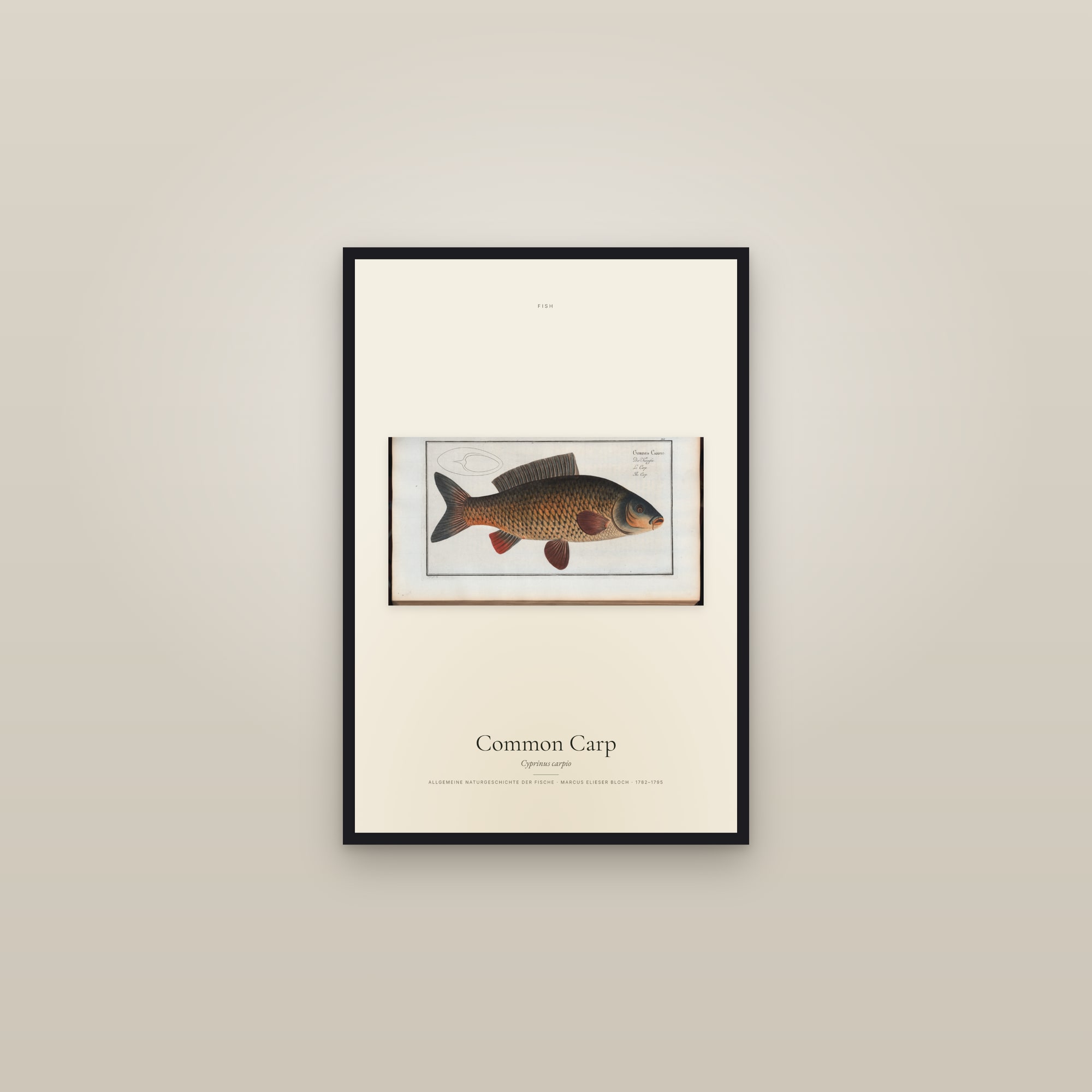 Common Carp