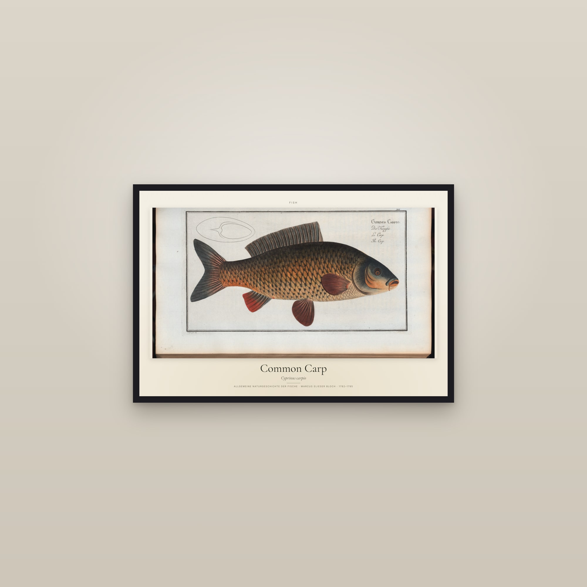 Common Carp — framed in a gallery setting
