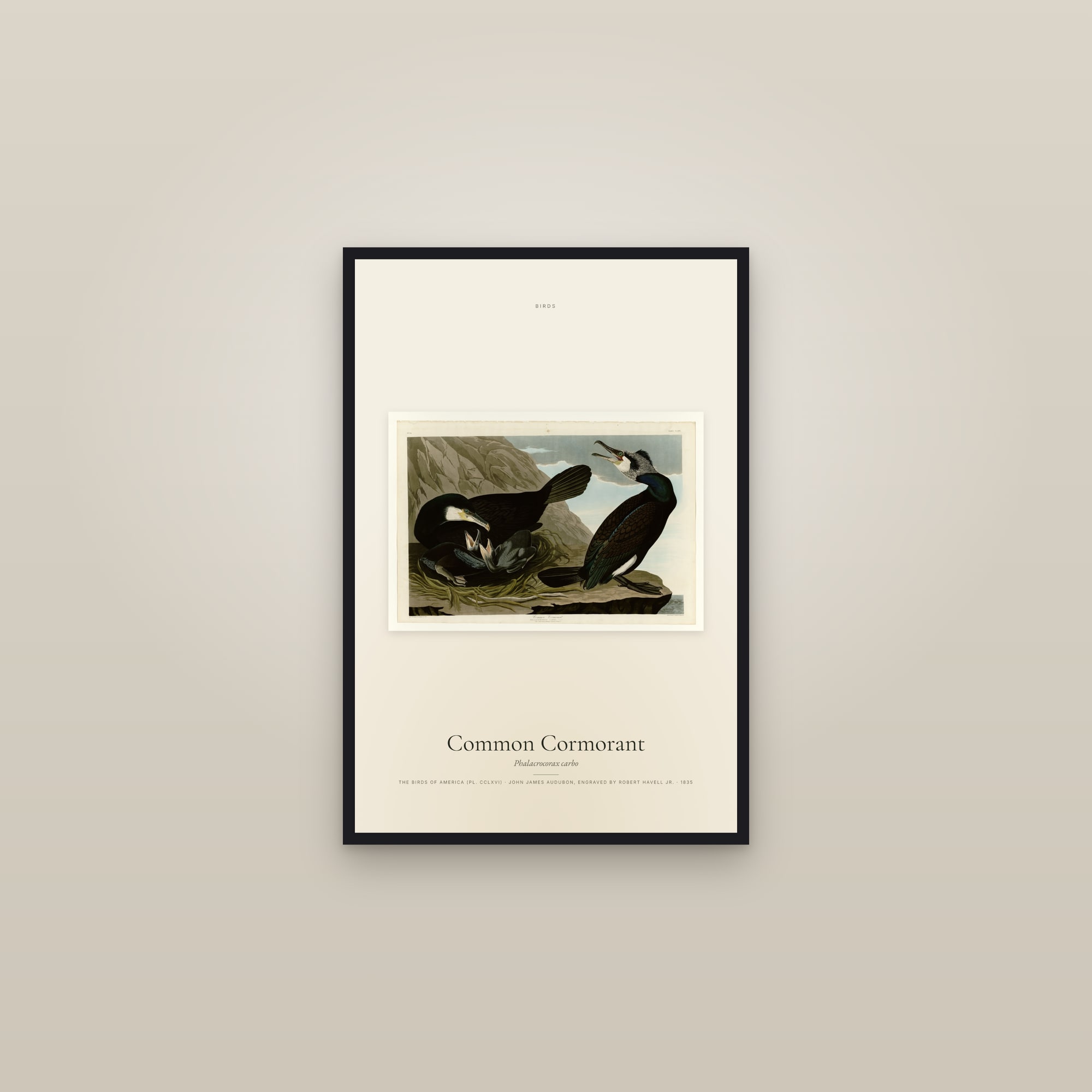 Common Cormorant — framed in a gallery setting