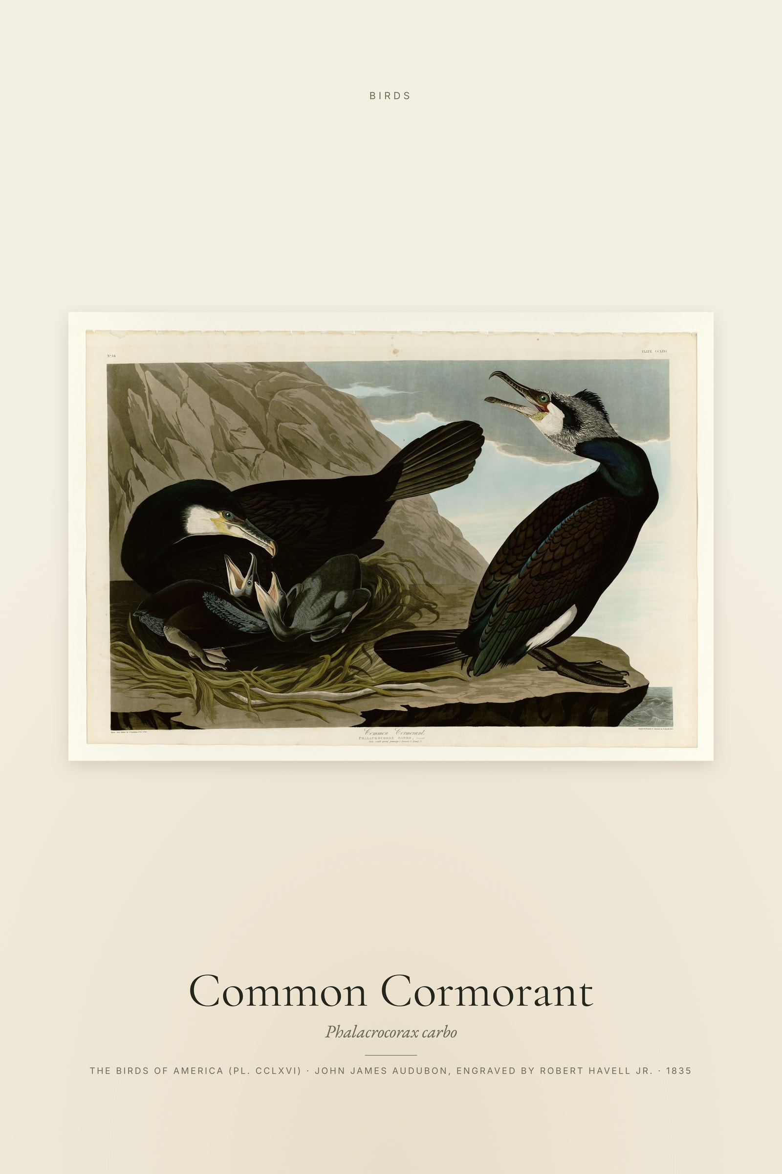 Common Cormorant
