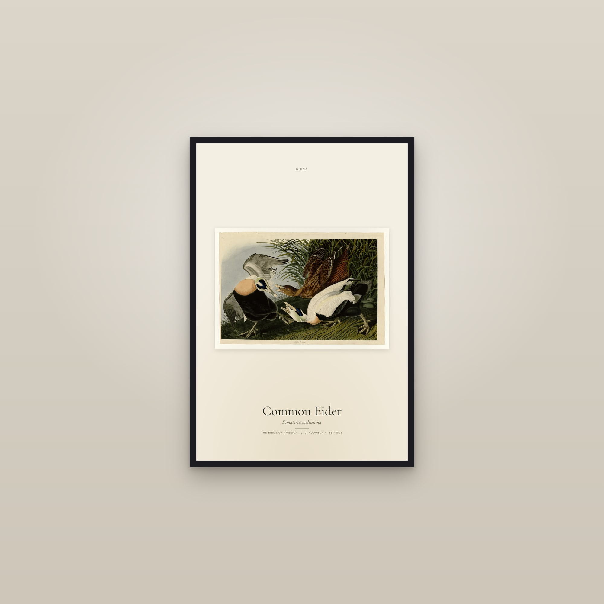 Common Eider — framed in a gallery setting