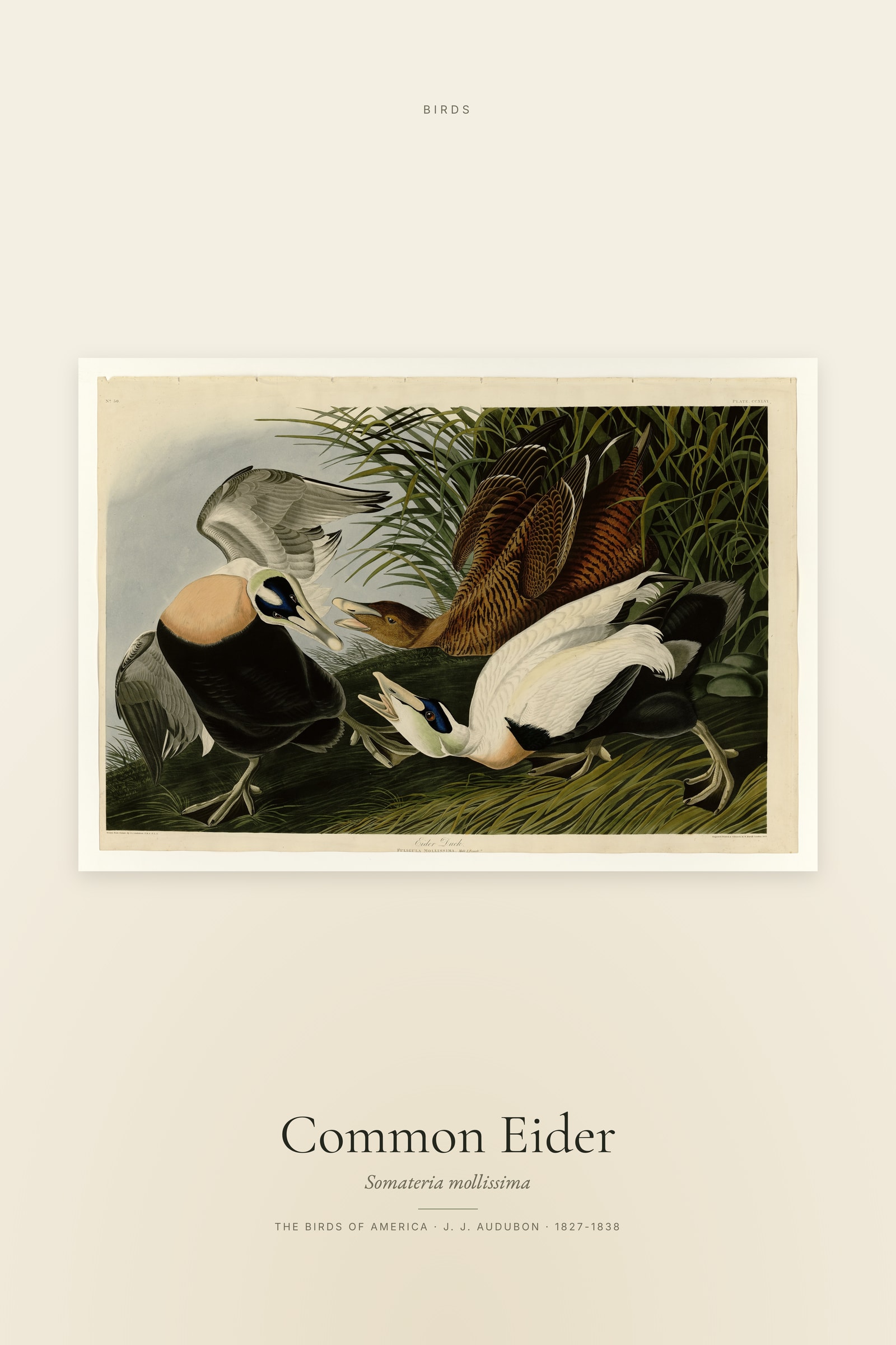 Common Eider
