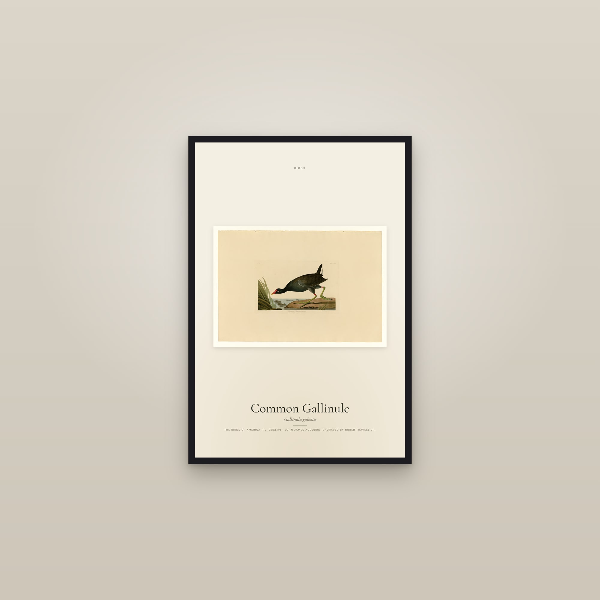 Common Gallinule — framed in a gallery setting