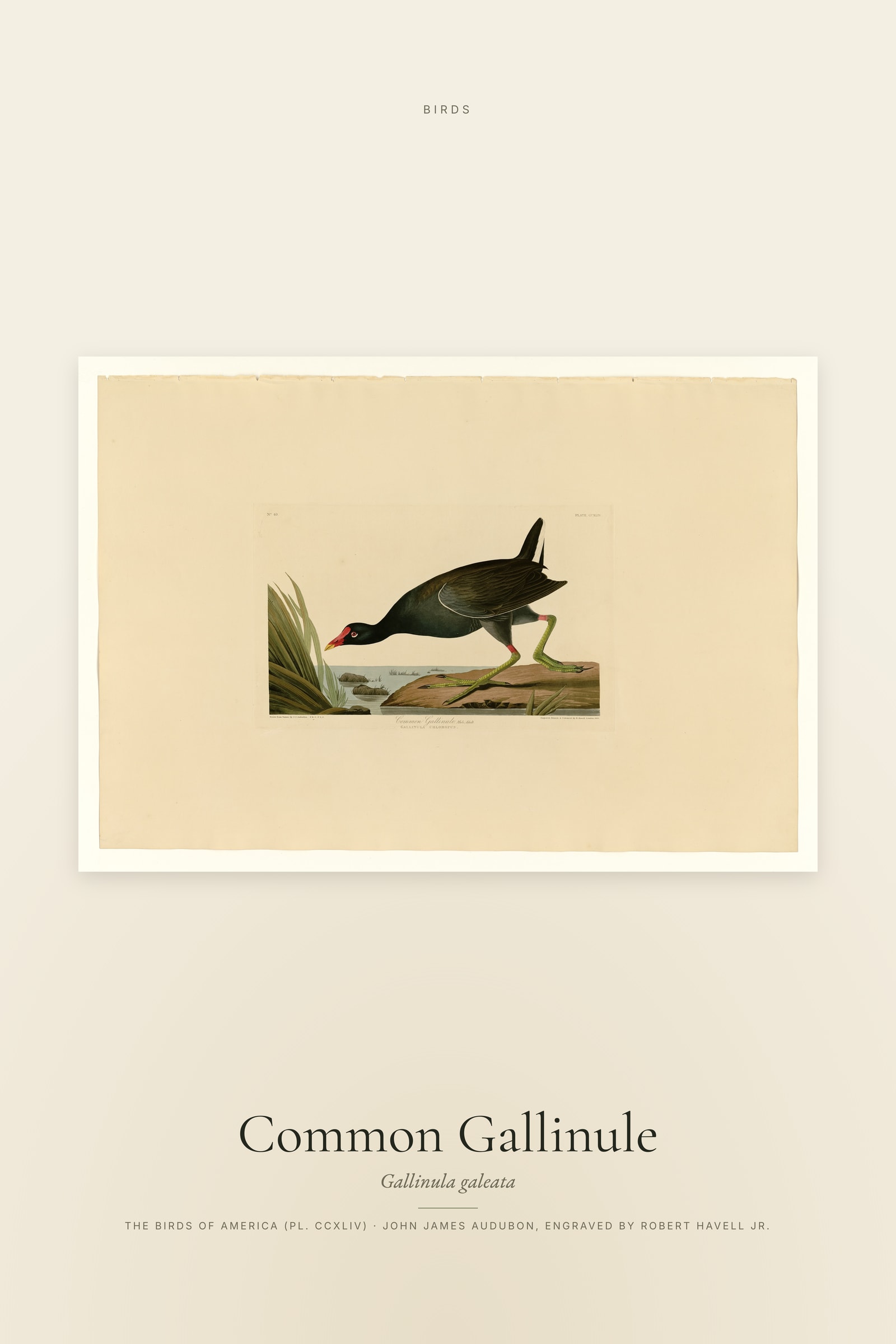 Common Gallinule