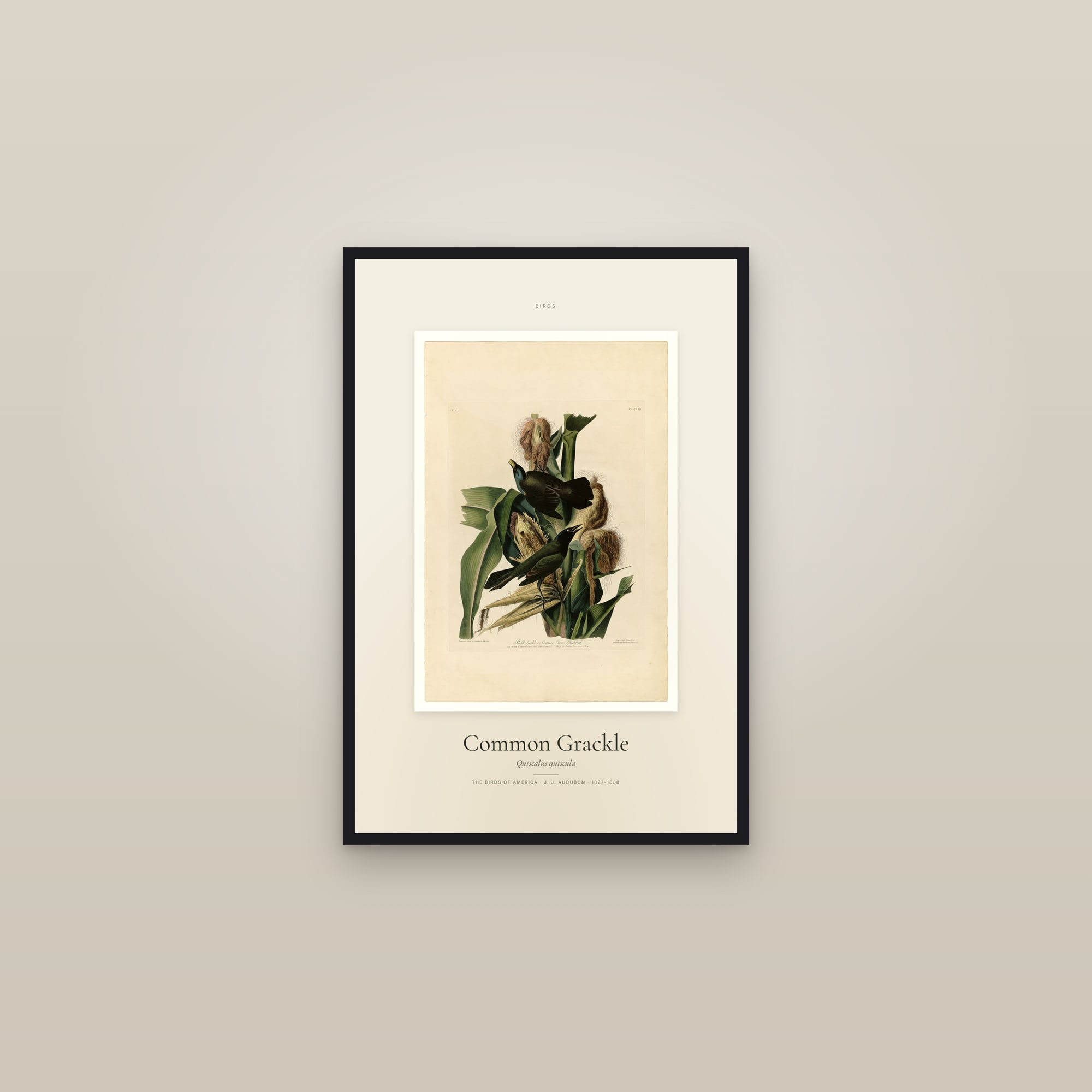 Common Grackle — Specimen — framed in a gallery setting