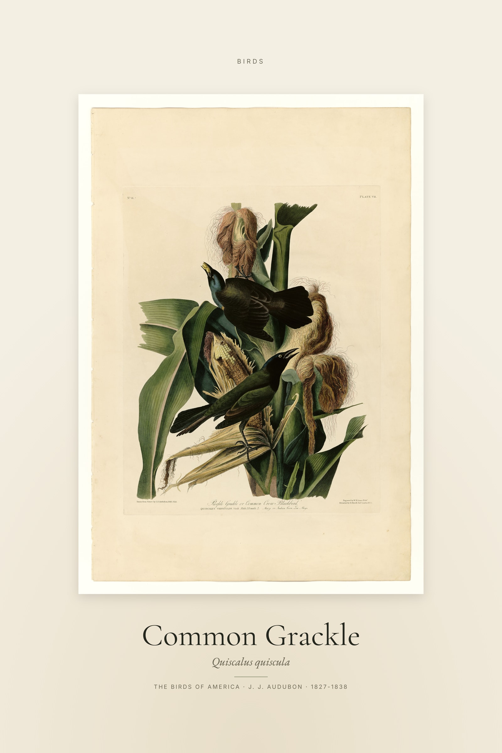 Common Grackle — Specimen
