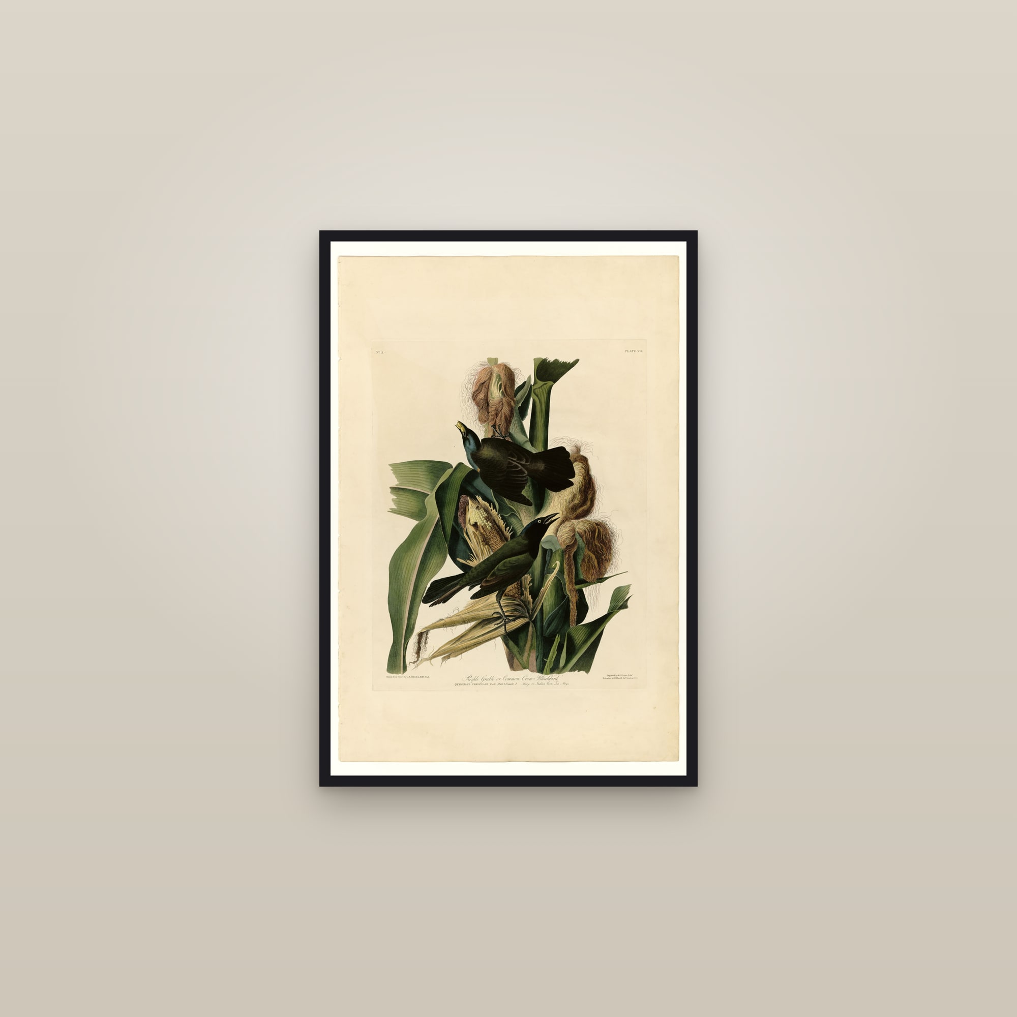 Common Grackle — framed in a gallery setting