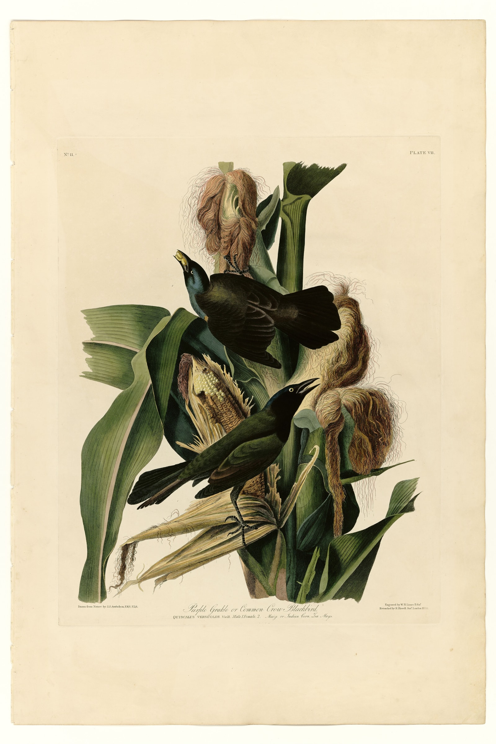 Common Grackle